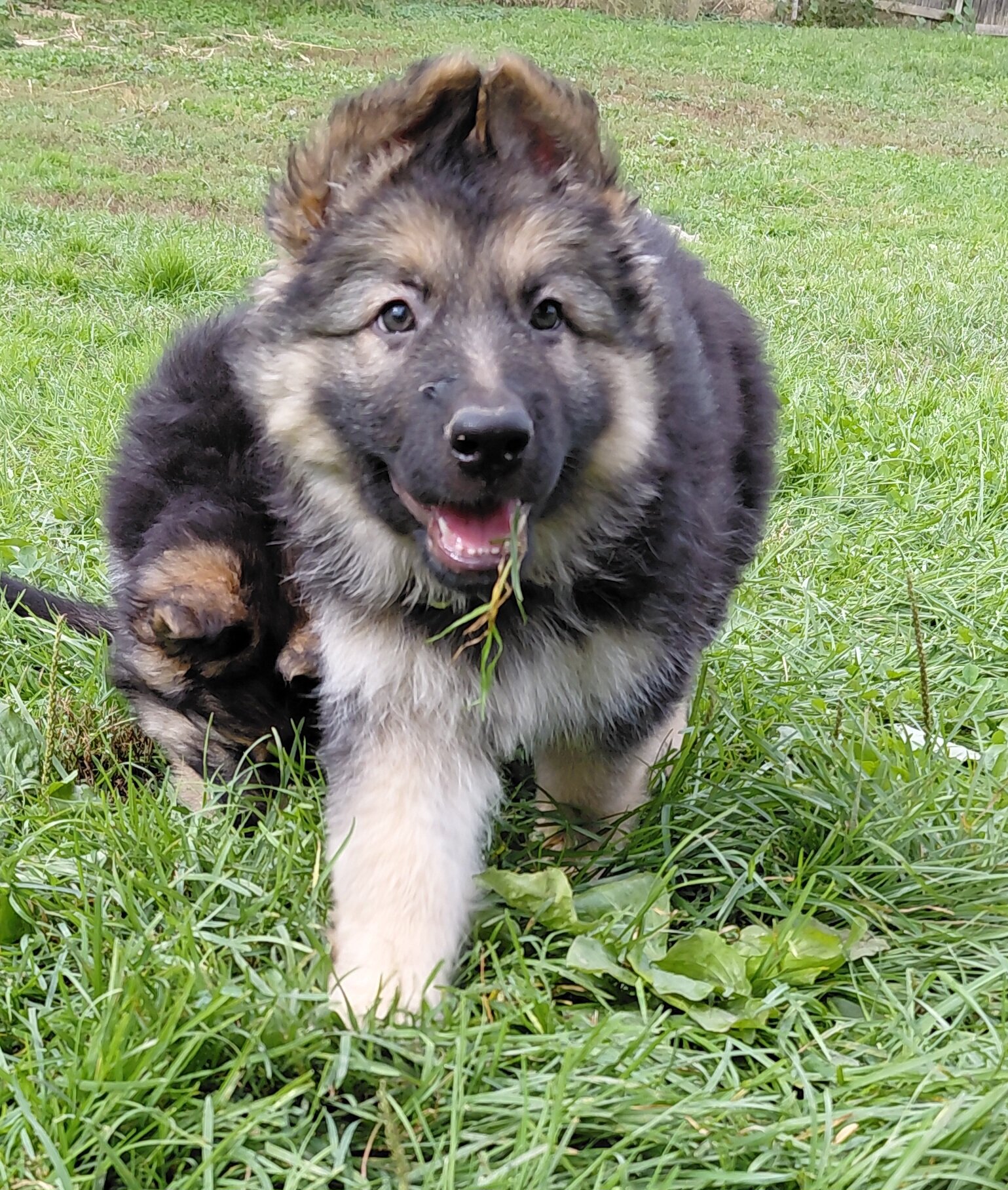 German shepherd puppies image 2