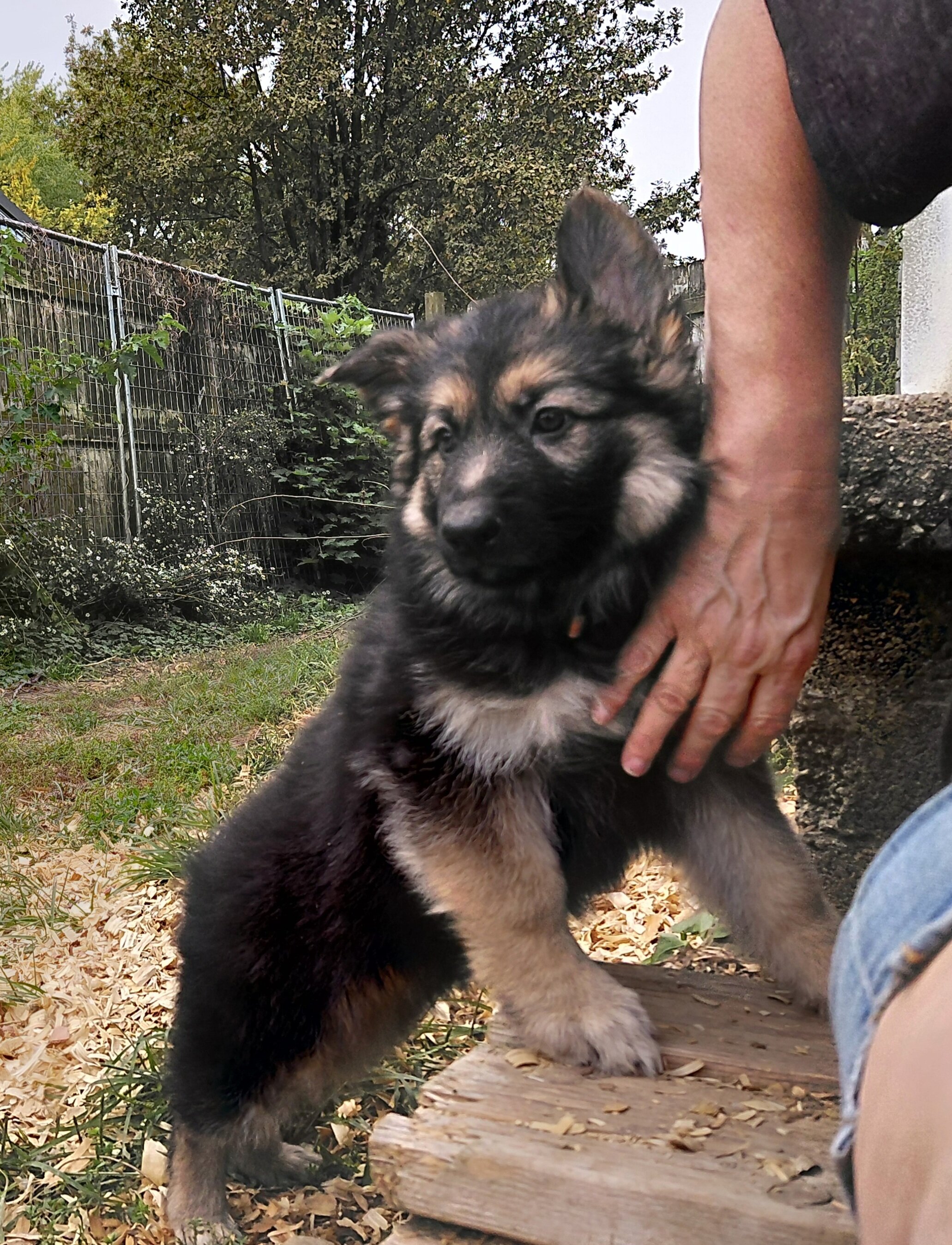 German shepherd puppies image 1