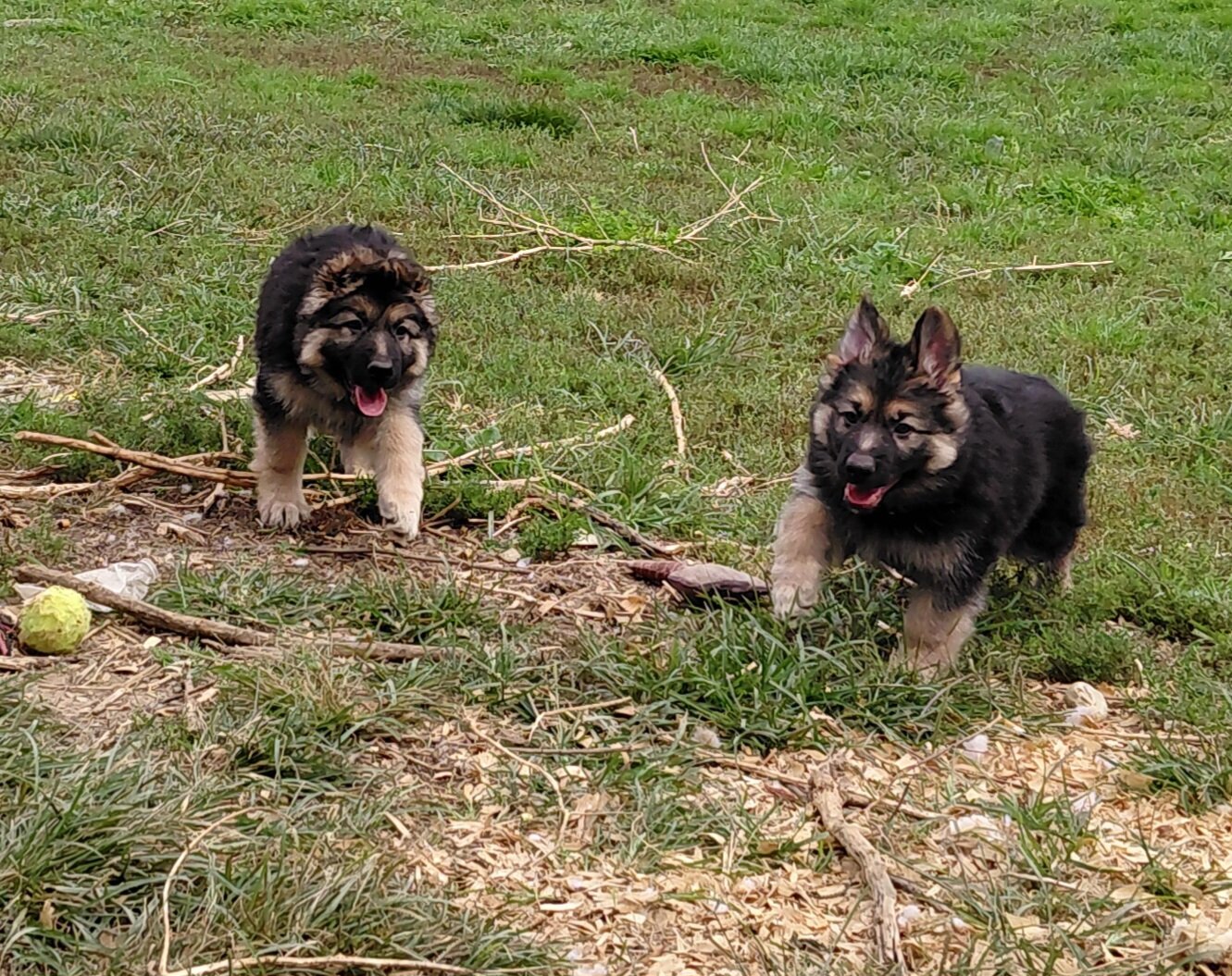 German shepherd puppies image 3