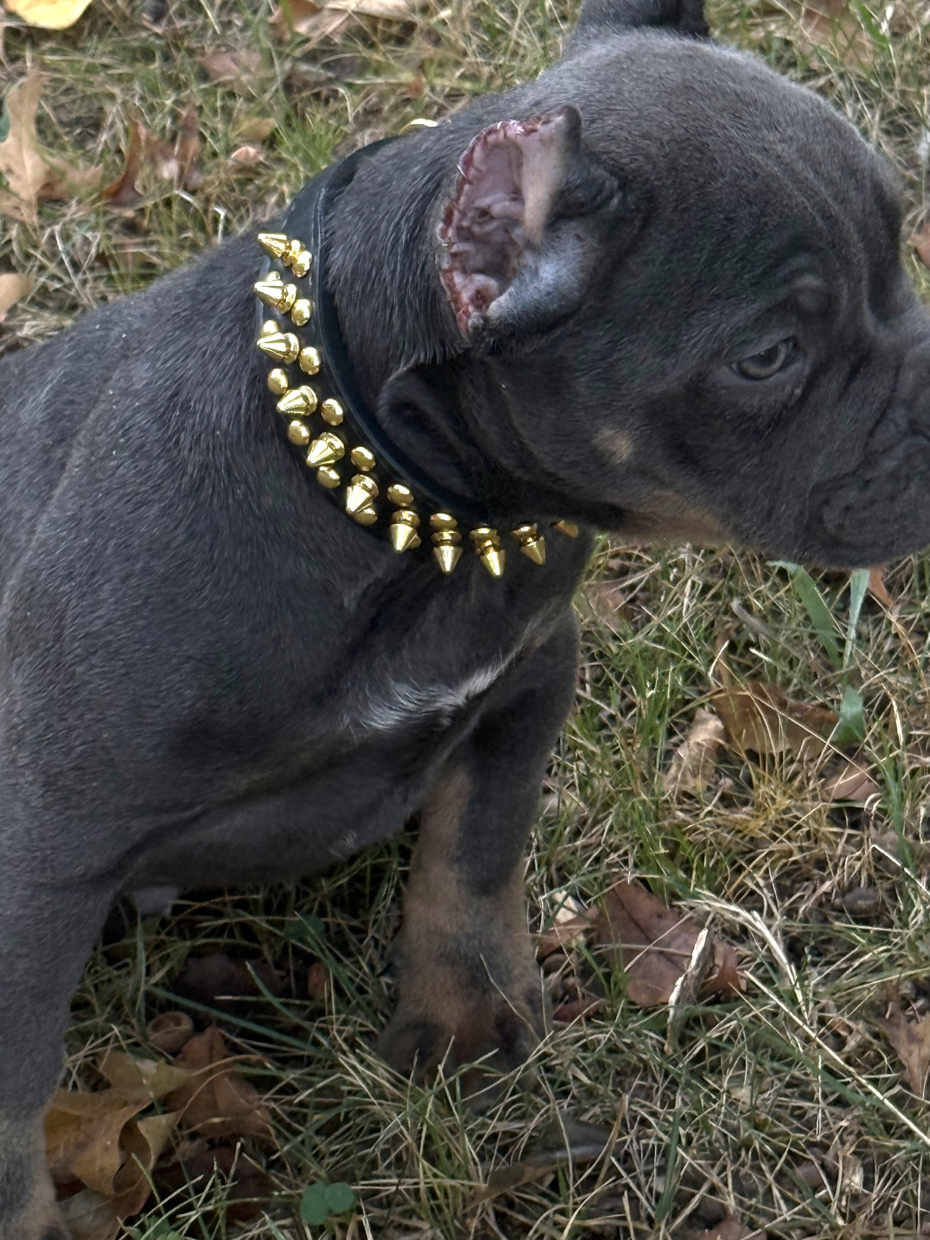 12 WEEK OLD AMERICAN BULLY PUPPIES image 6
