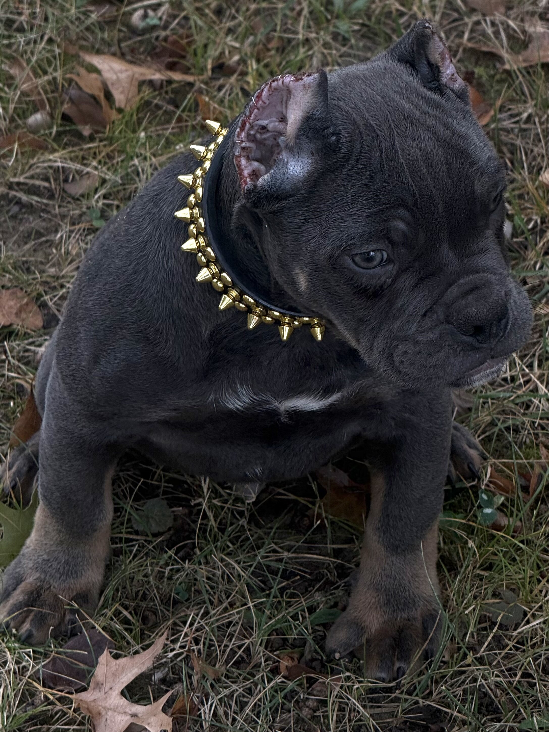 12 WEEK OLD AMERICAN BULLY PUPPIES image 7