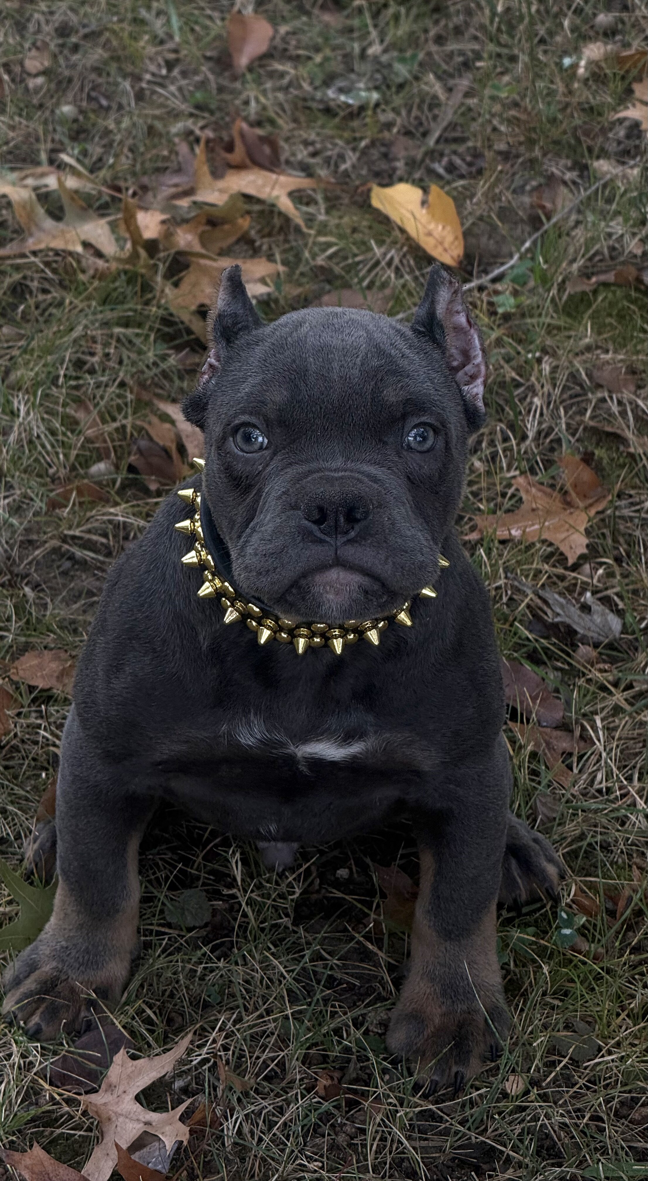 12 WEEK OLD AMERICAN BULLY PUPPIES image 5