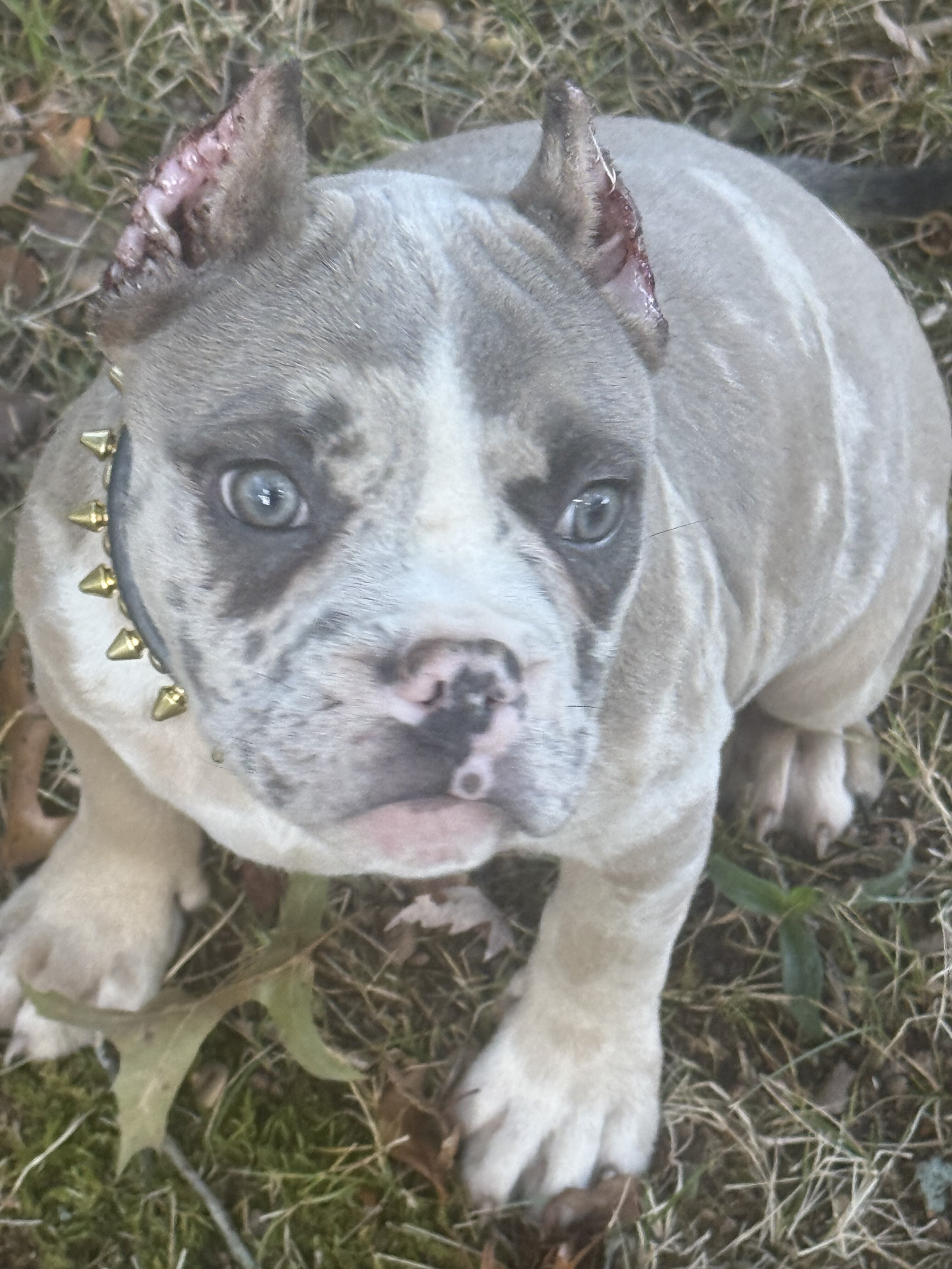 12 WEEK OLD AMERICAN BULLY PUPPIES image 3
