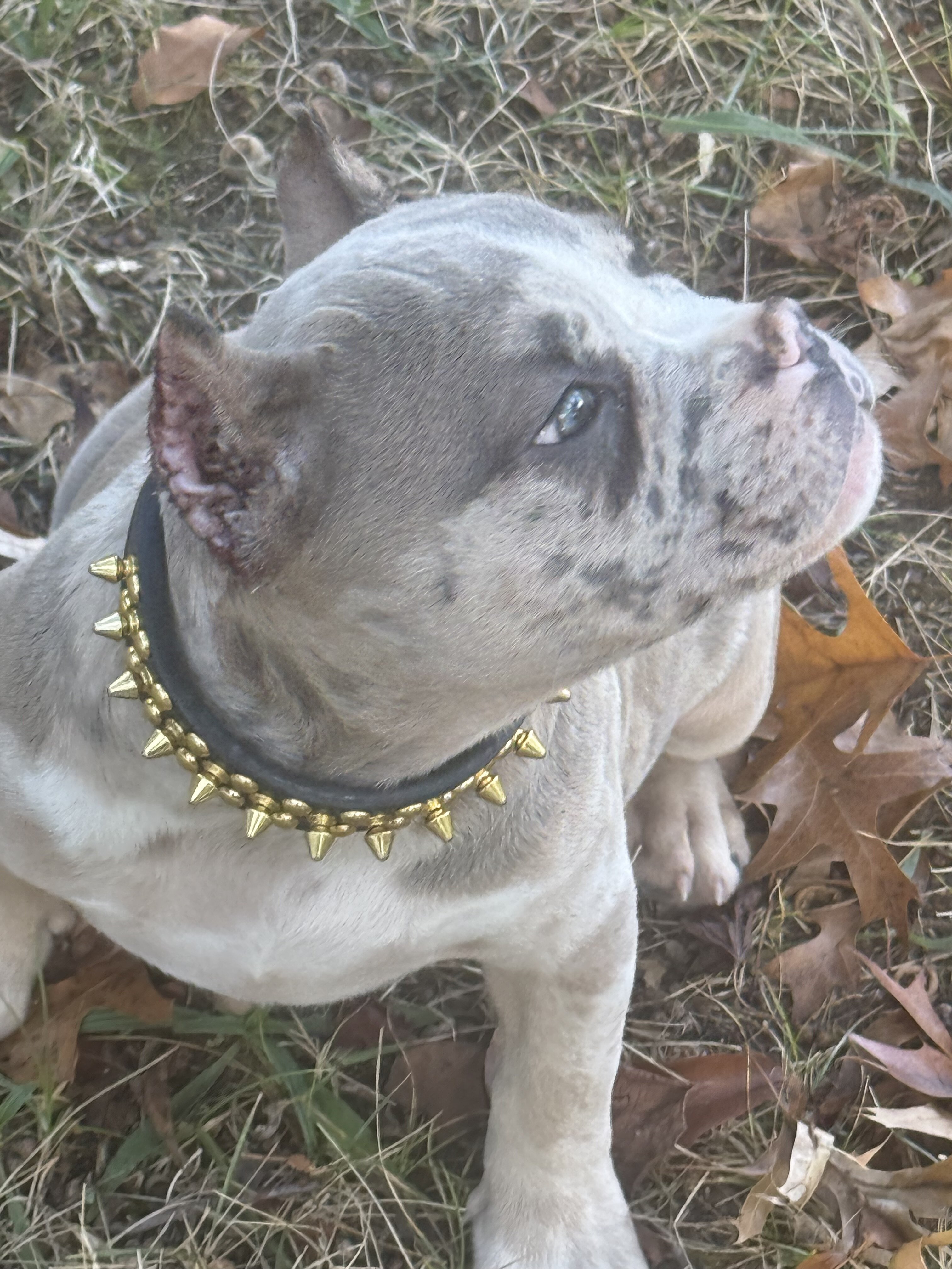 12 WEEK OLD AMERICAN BULLY PUPPIES image 4
