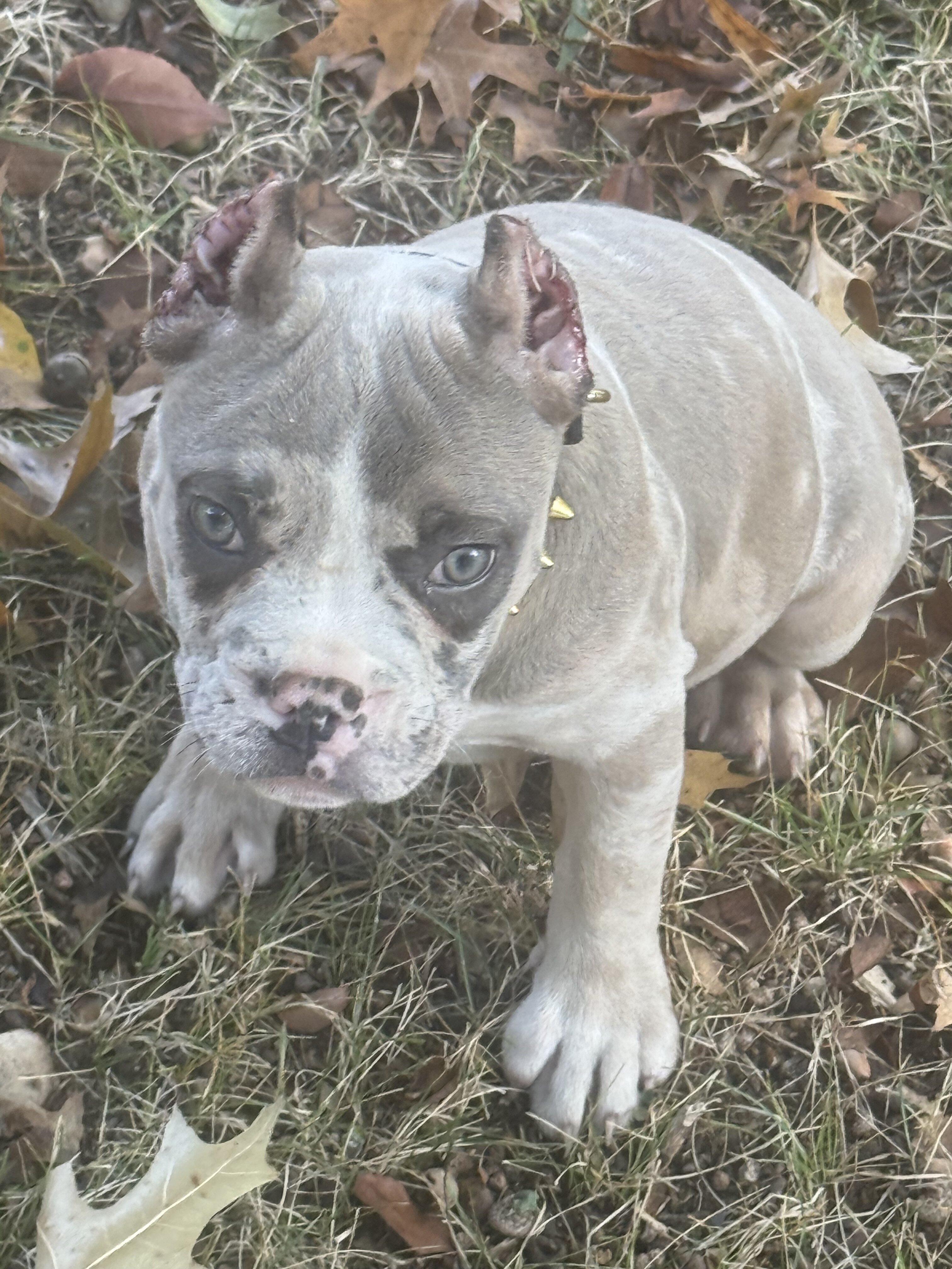12 WEEK OLD AMERICAN BULLY PUPPIES image 1