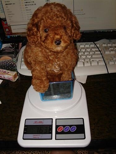 ADORABLE POODLE PUPPIES FOR SALE – MEET CINDY & SP image 4