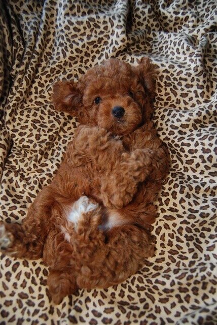 ADORABLE POODLE PUPPIES FOR SALE – MEET CINDY & SP image 3