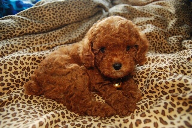ADORABLE POODLE PUPPIES FOR SALE – MEET CINDY & SP image 2