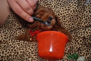 ADORABLE POODLE PUPPIES FOR SALE – MEET CINDY & SP image 1
