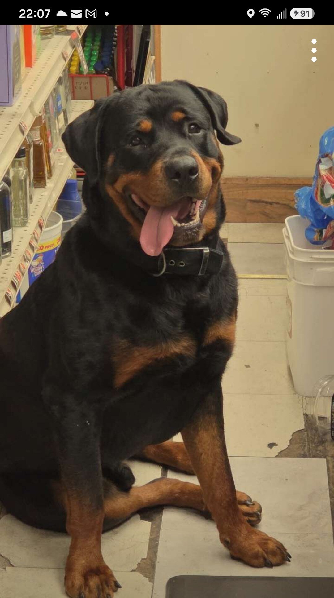 Rottweiler image 1
