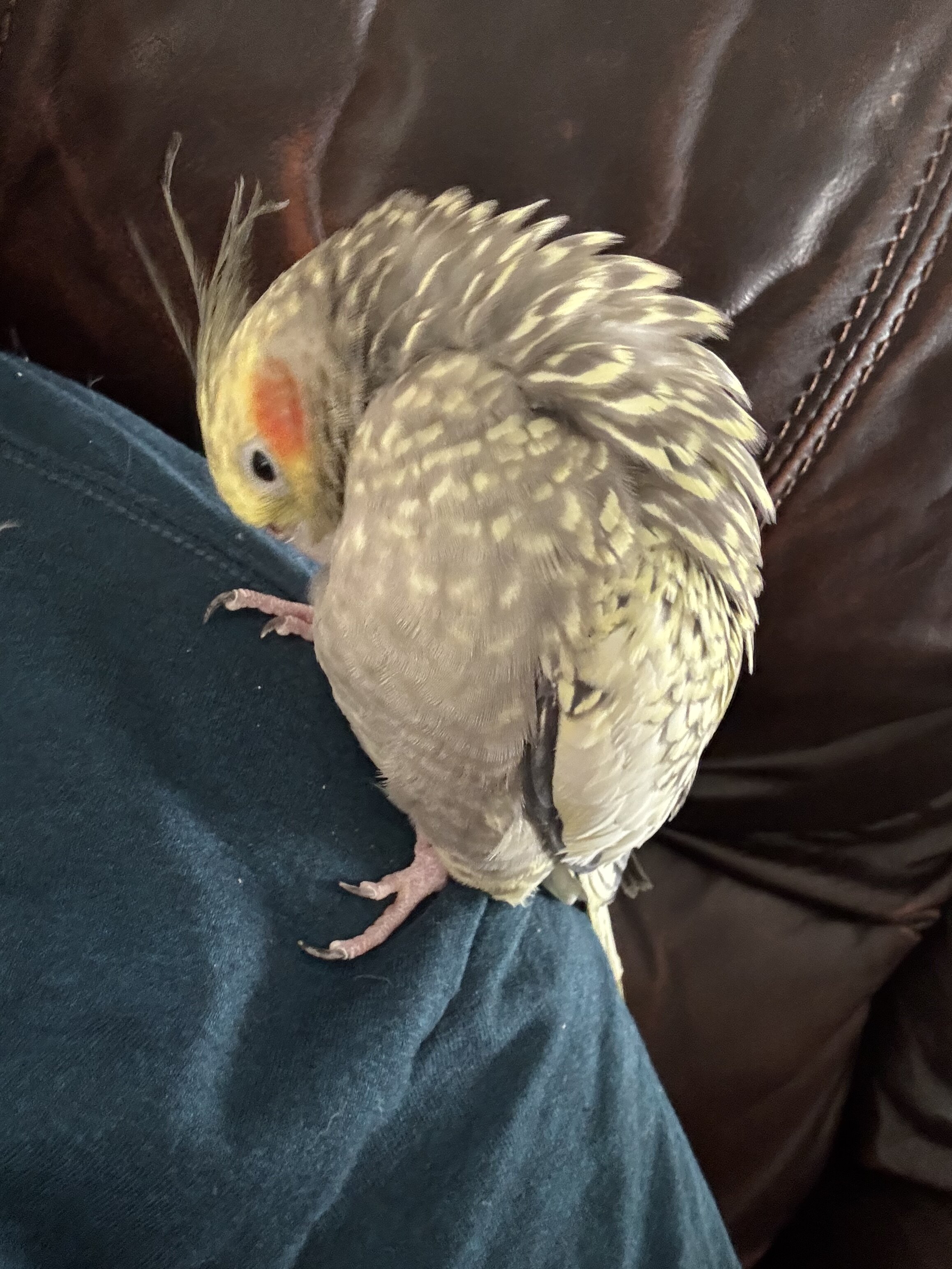 5 cockatiels and complete set up image 2