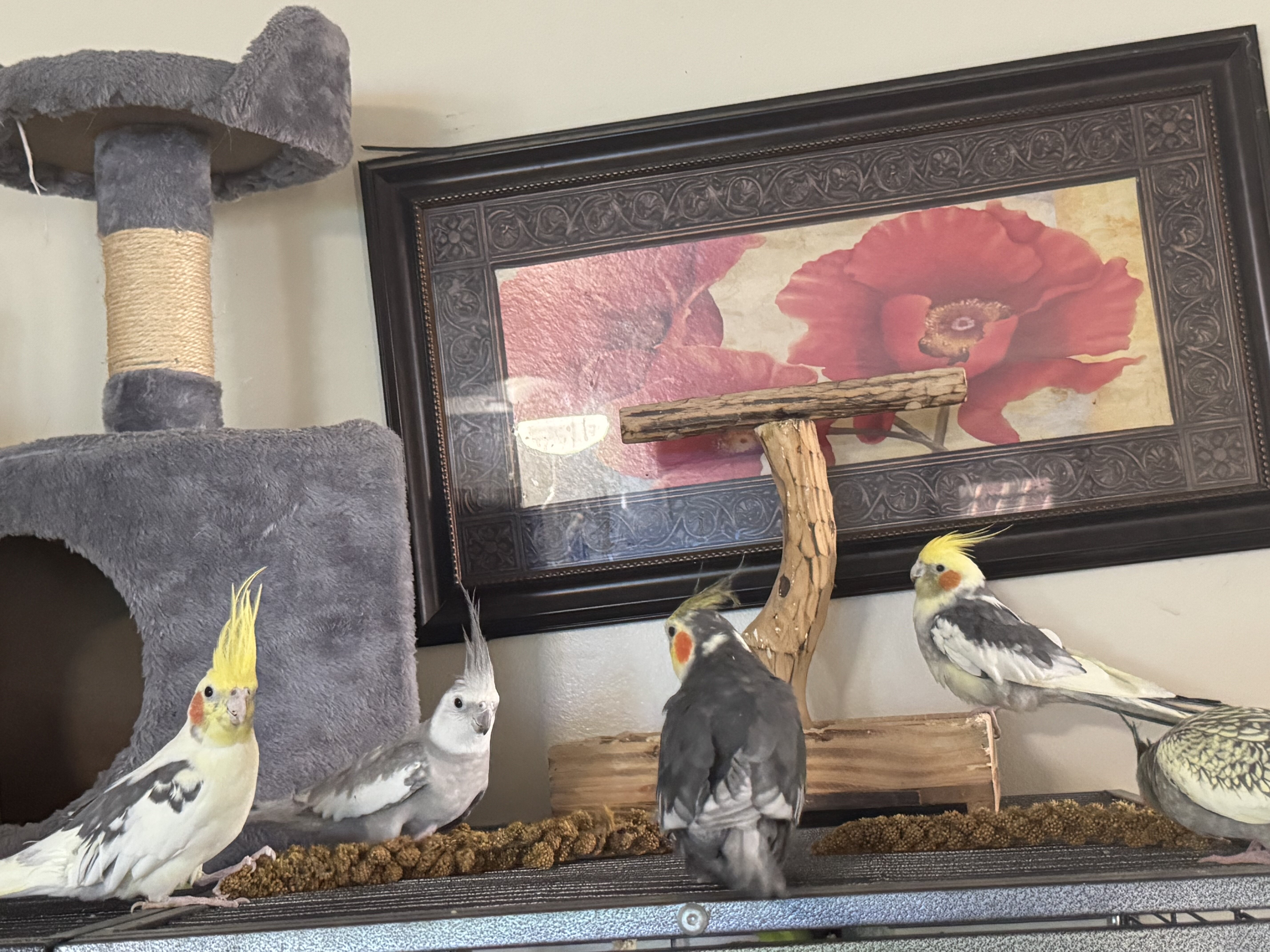 5 cockatiels and complete set up image 1