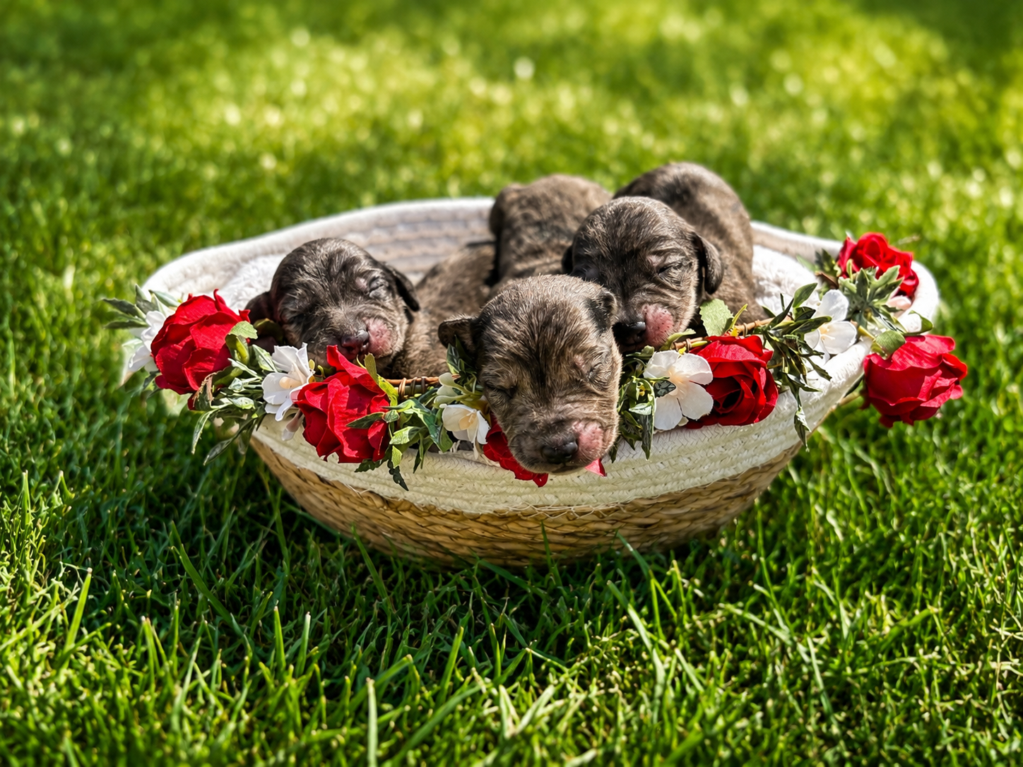 Miniature dachshund cocker spaniel mix puppies image 2