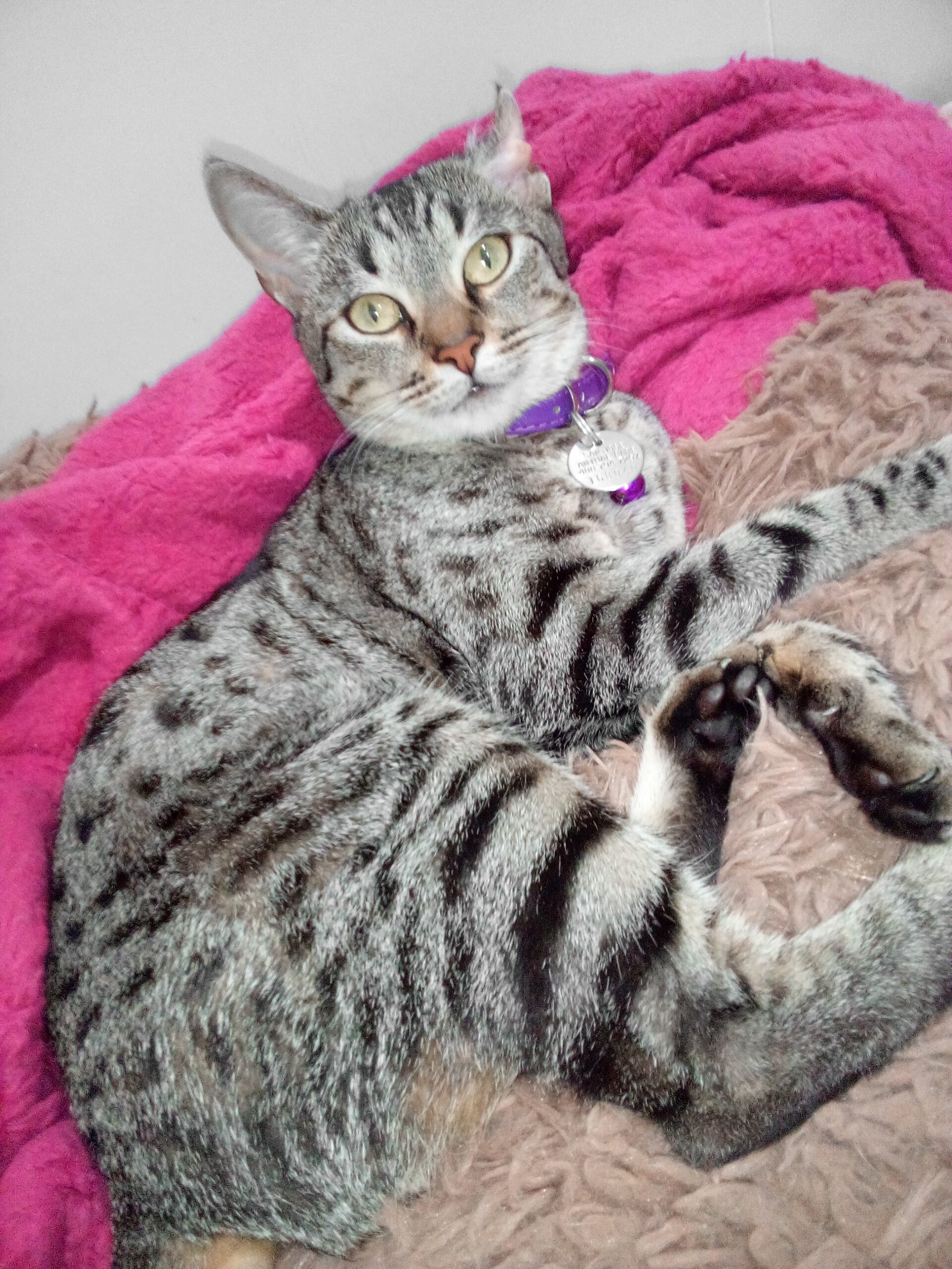 Tabby cat image 1