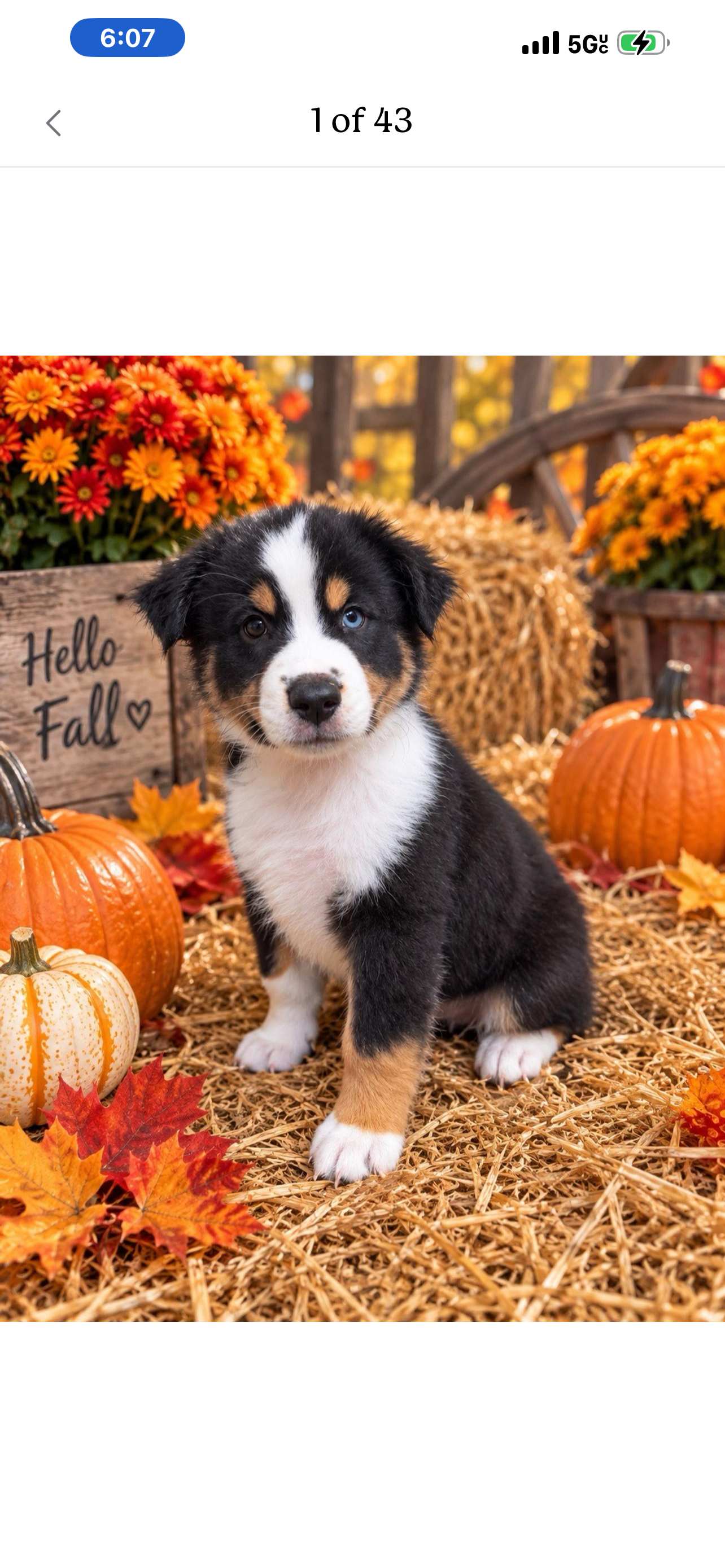 Miniature Australian Shepherd image 1