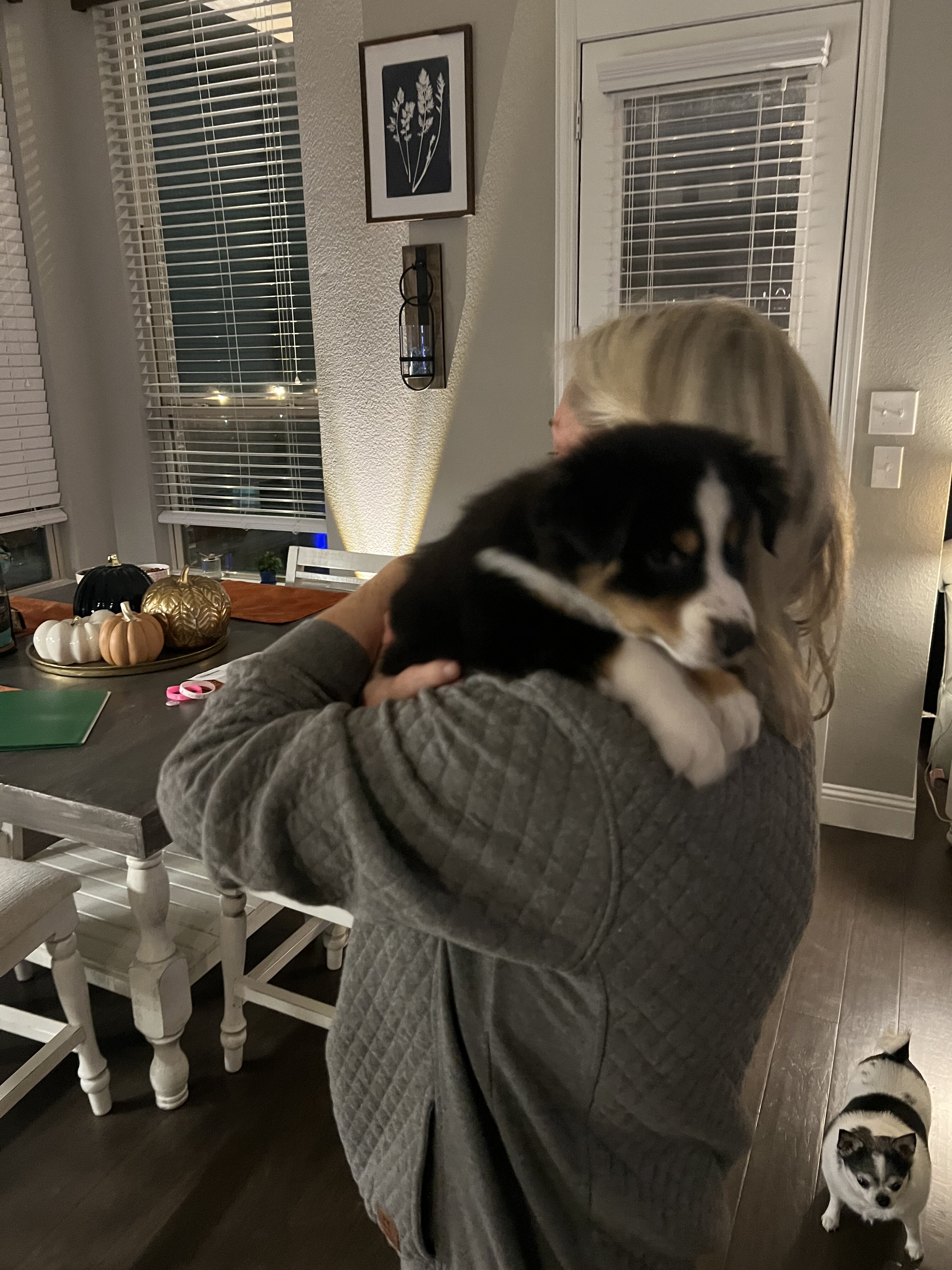 Miniature Australian Shepherd image 2