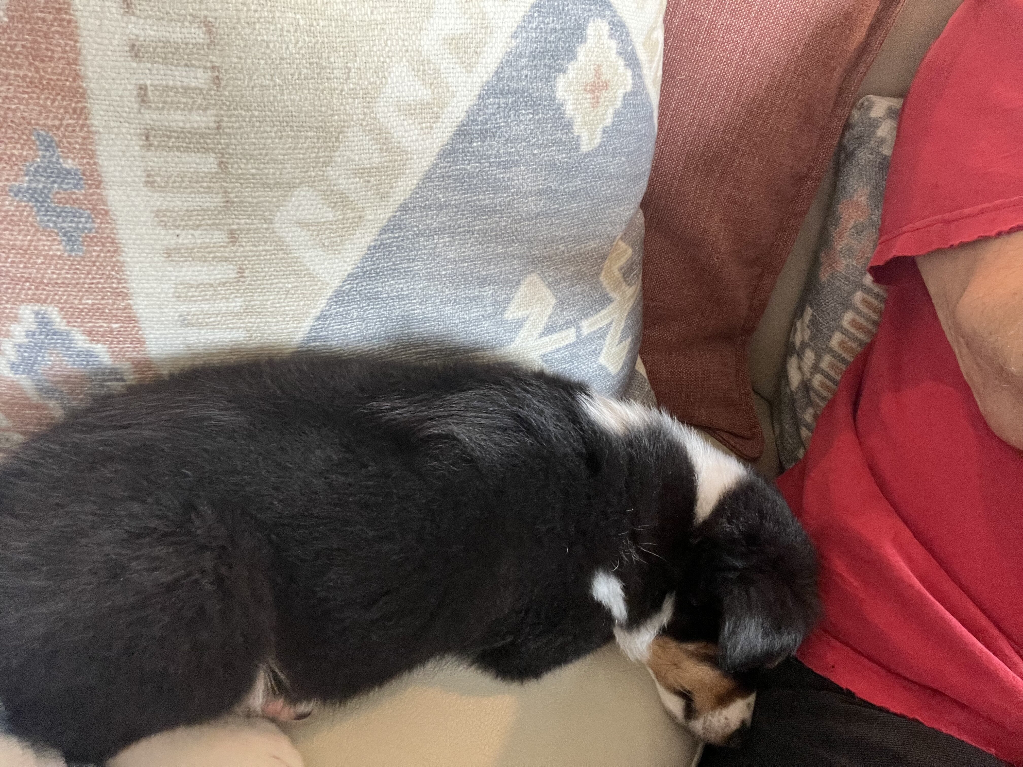 Miniature Australian Shepherd image 3