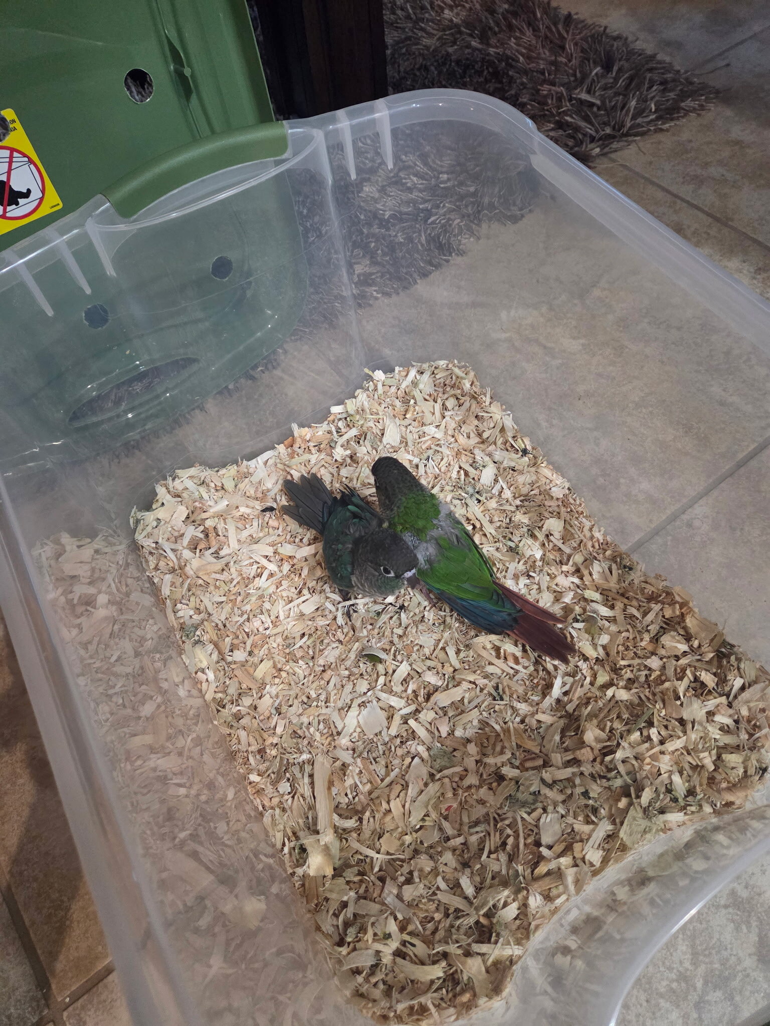 Baby Green Cheek Conures image 1