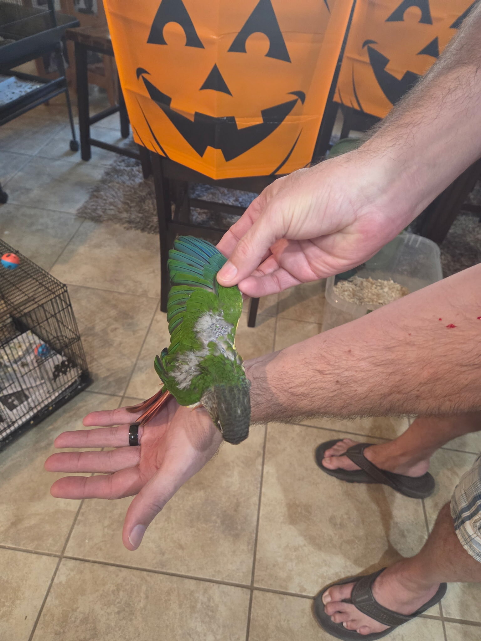 Baby Green Cheek Conures image 2