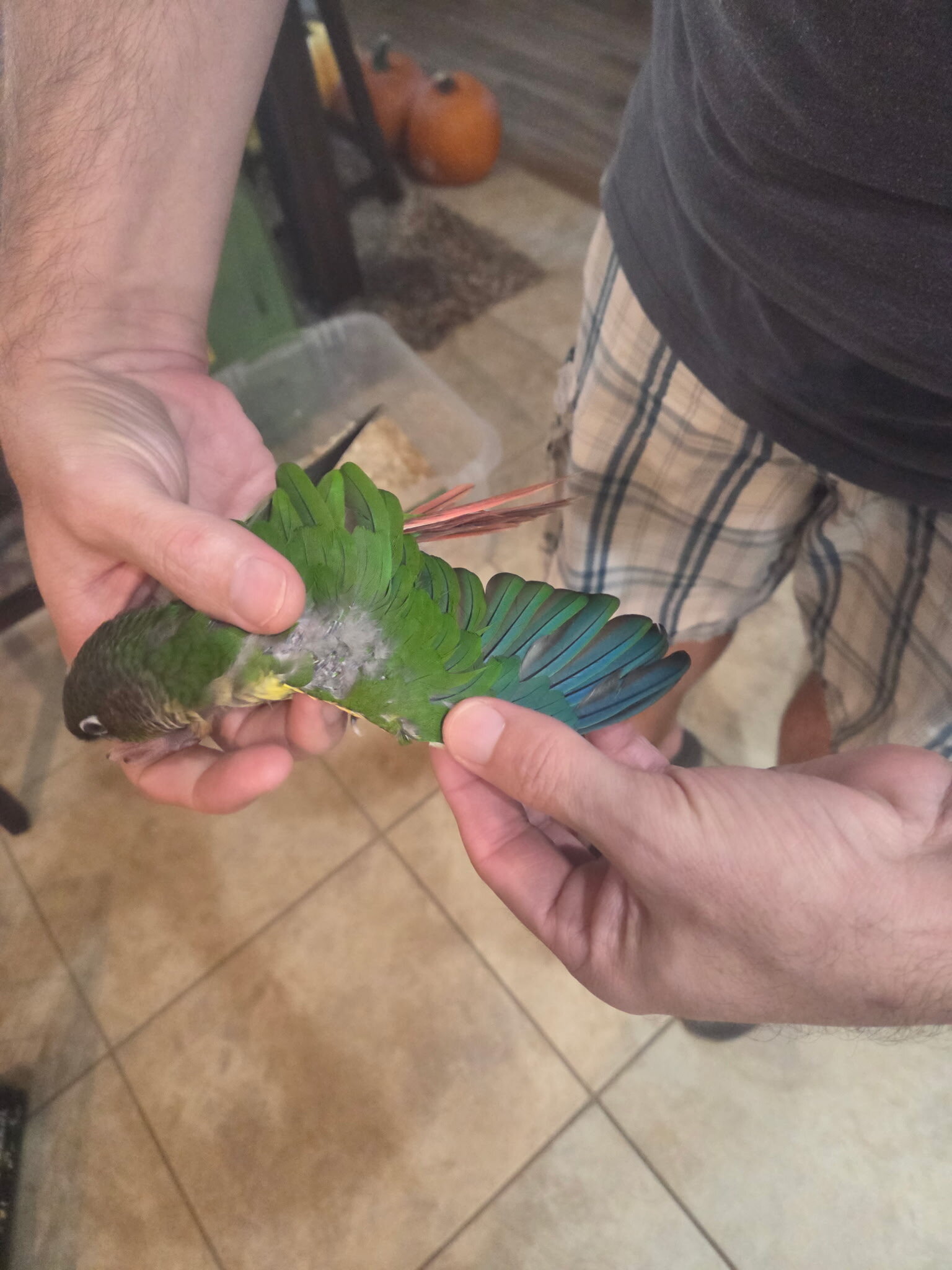 Baby Green Cheek Conures image 3