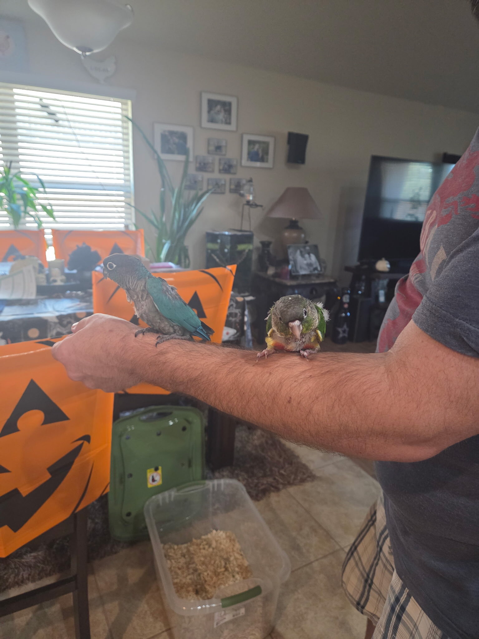 Baby Green Cheek Conures image 4
