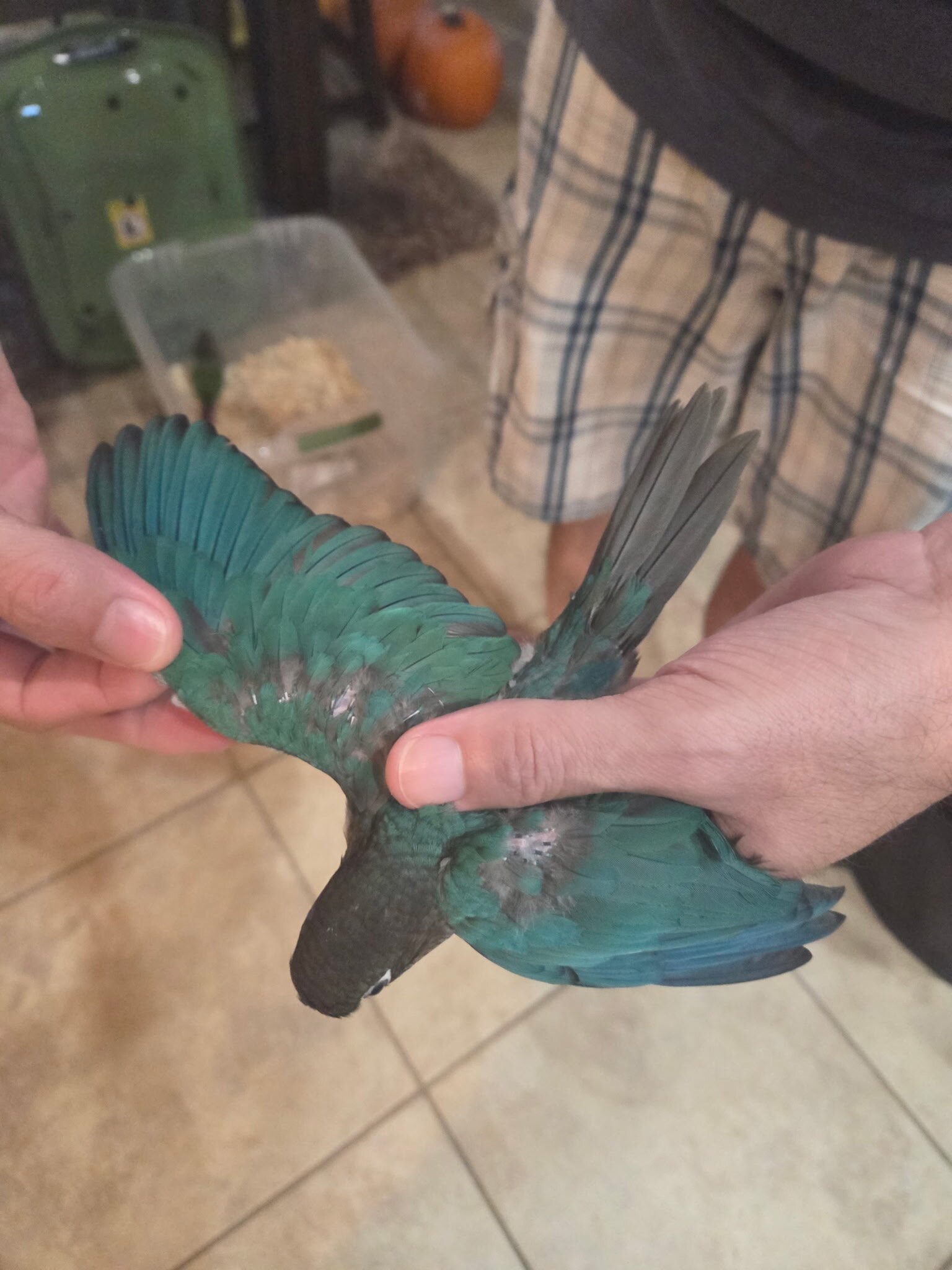 Baby Green Cheek Conures image 5