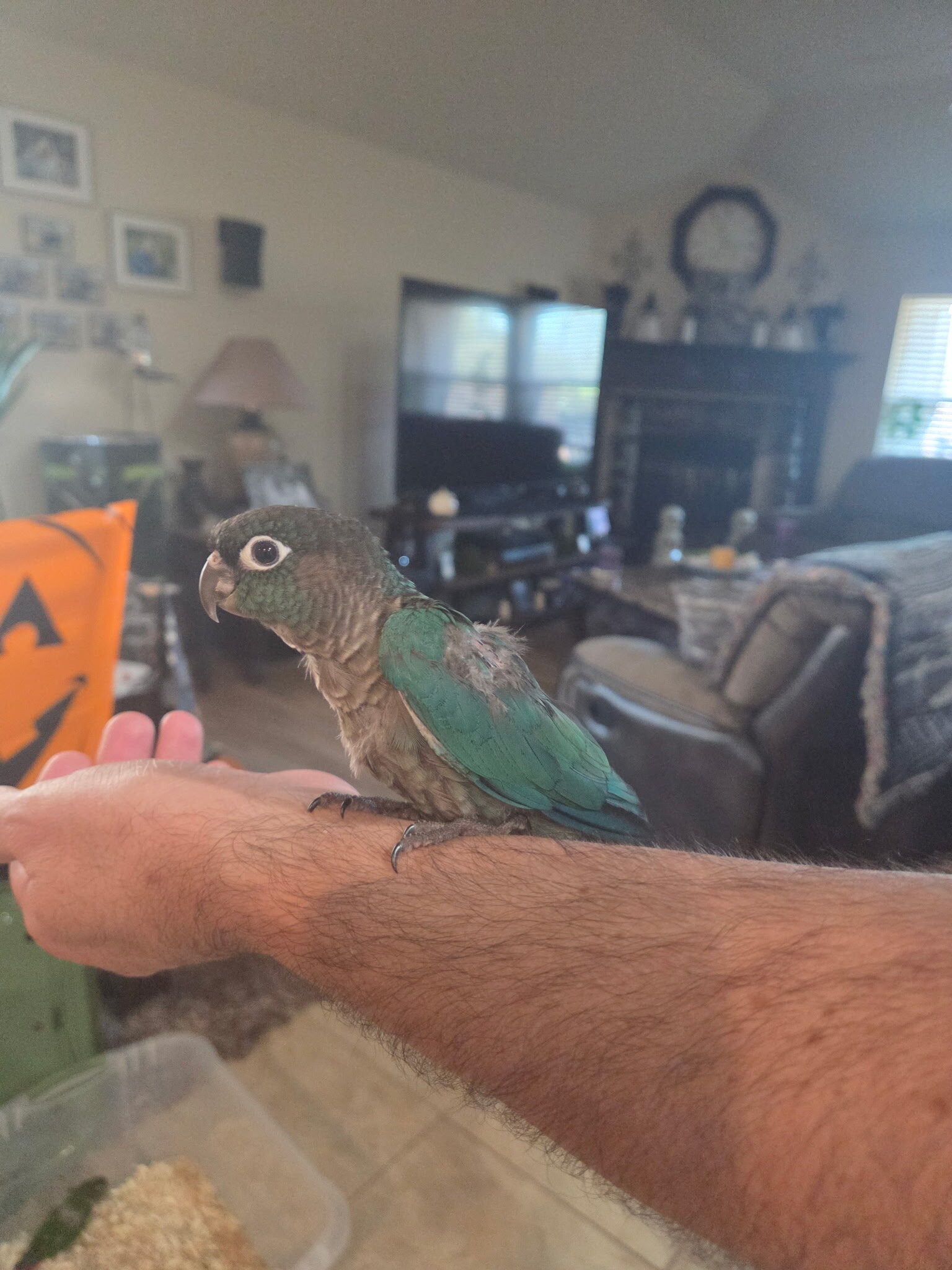 Baby Green Cheek Conures image 6