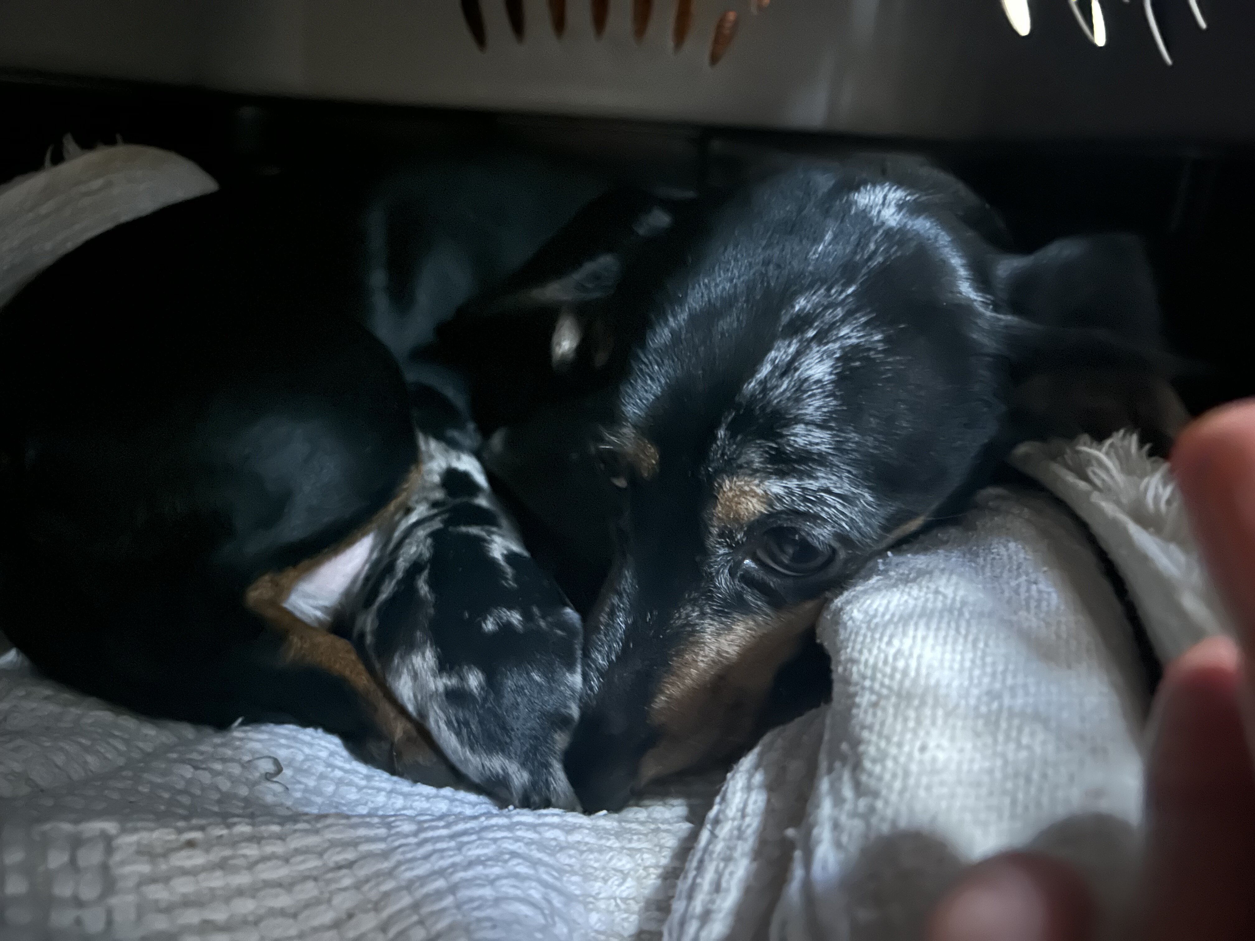 Miniature Dachshund image 2