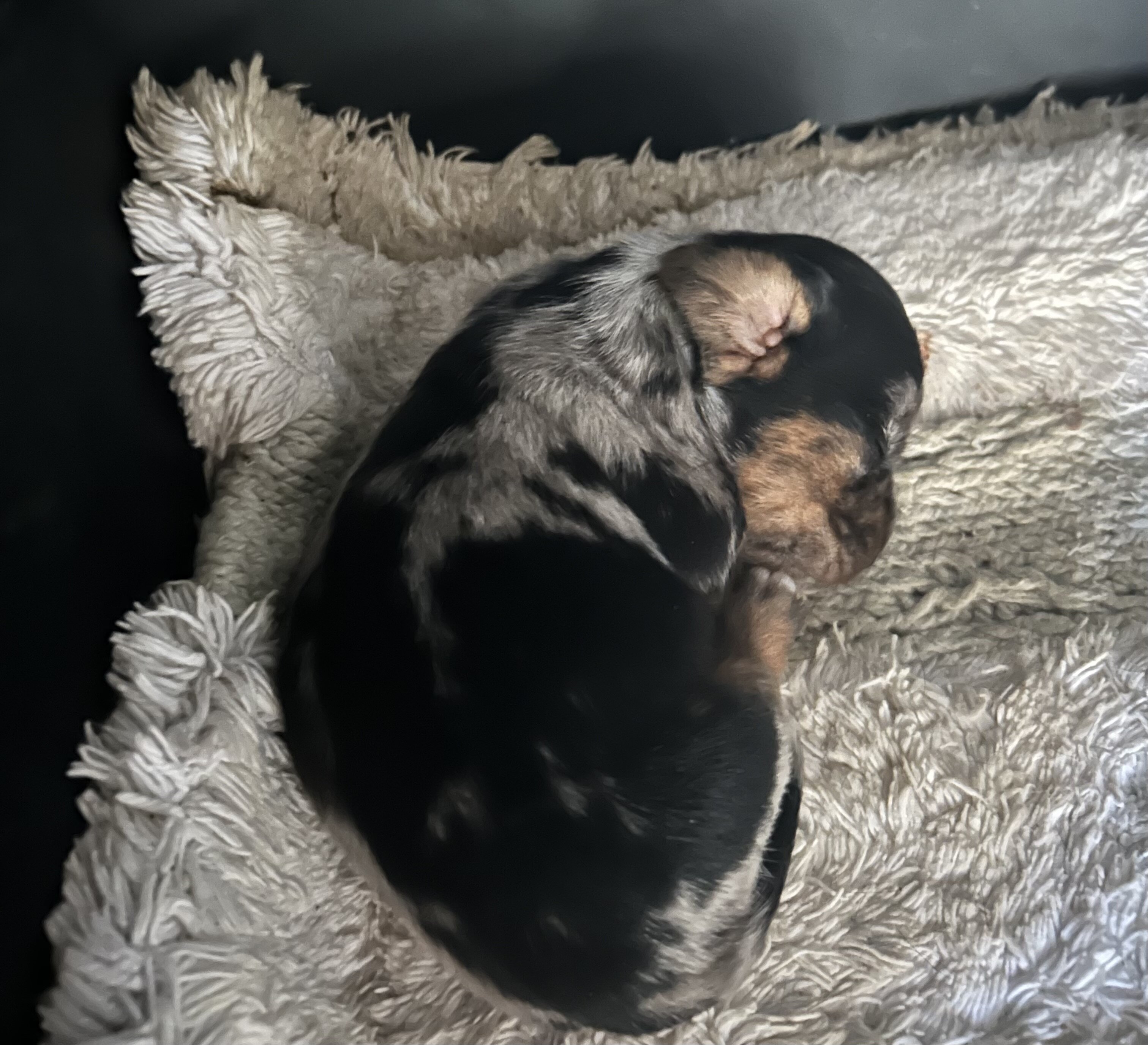 Miniature Dachshund image 1