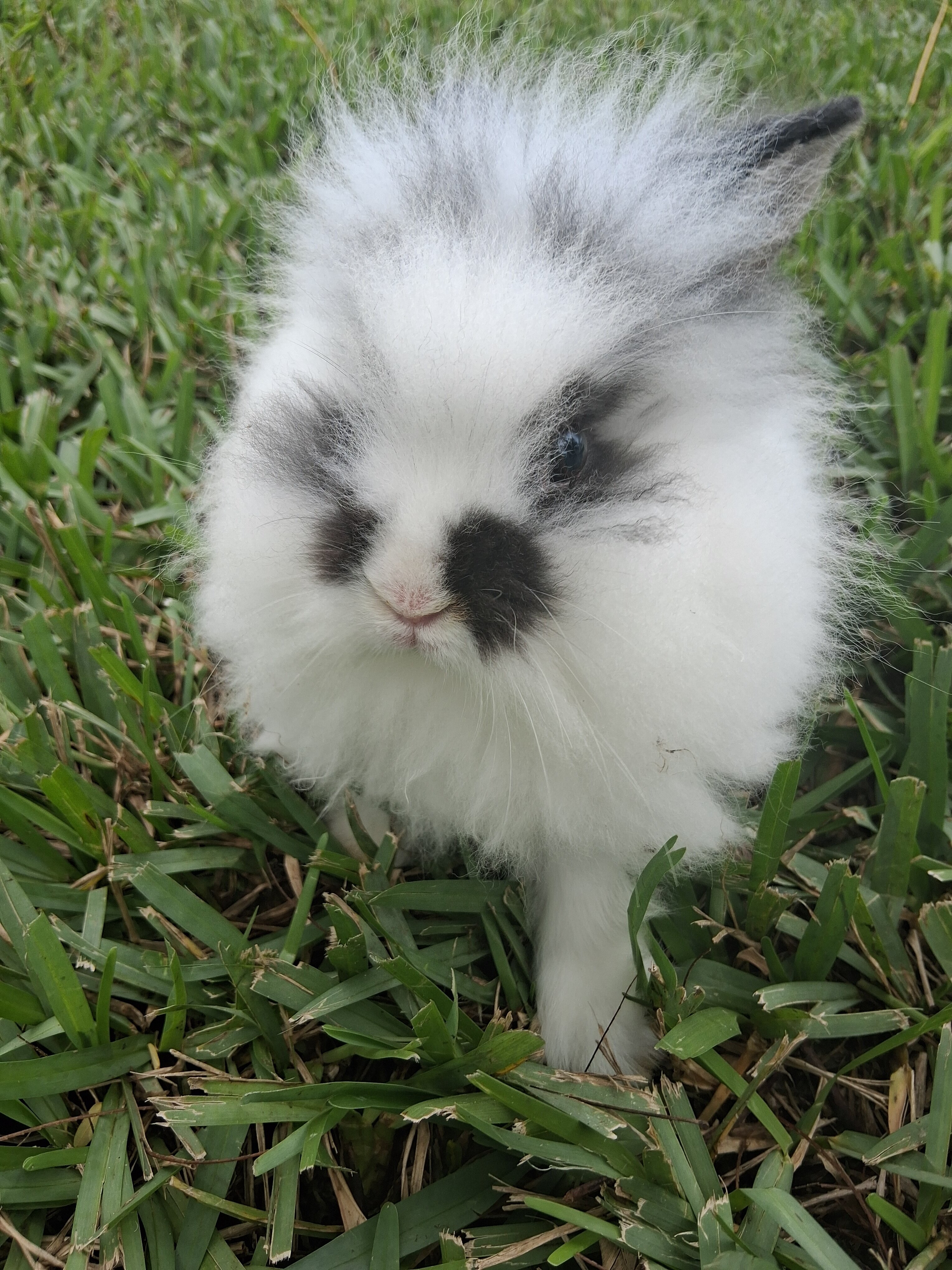Mixed Lionhead bunny image 1