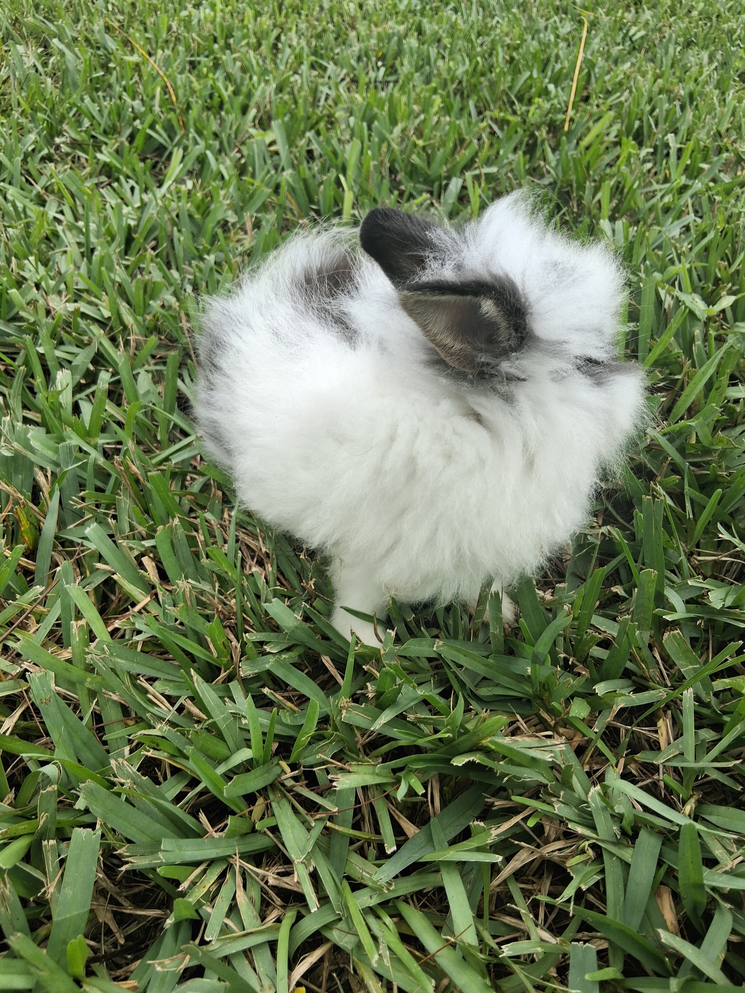Mixed Lionhead bunny image 4
