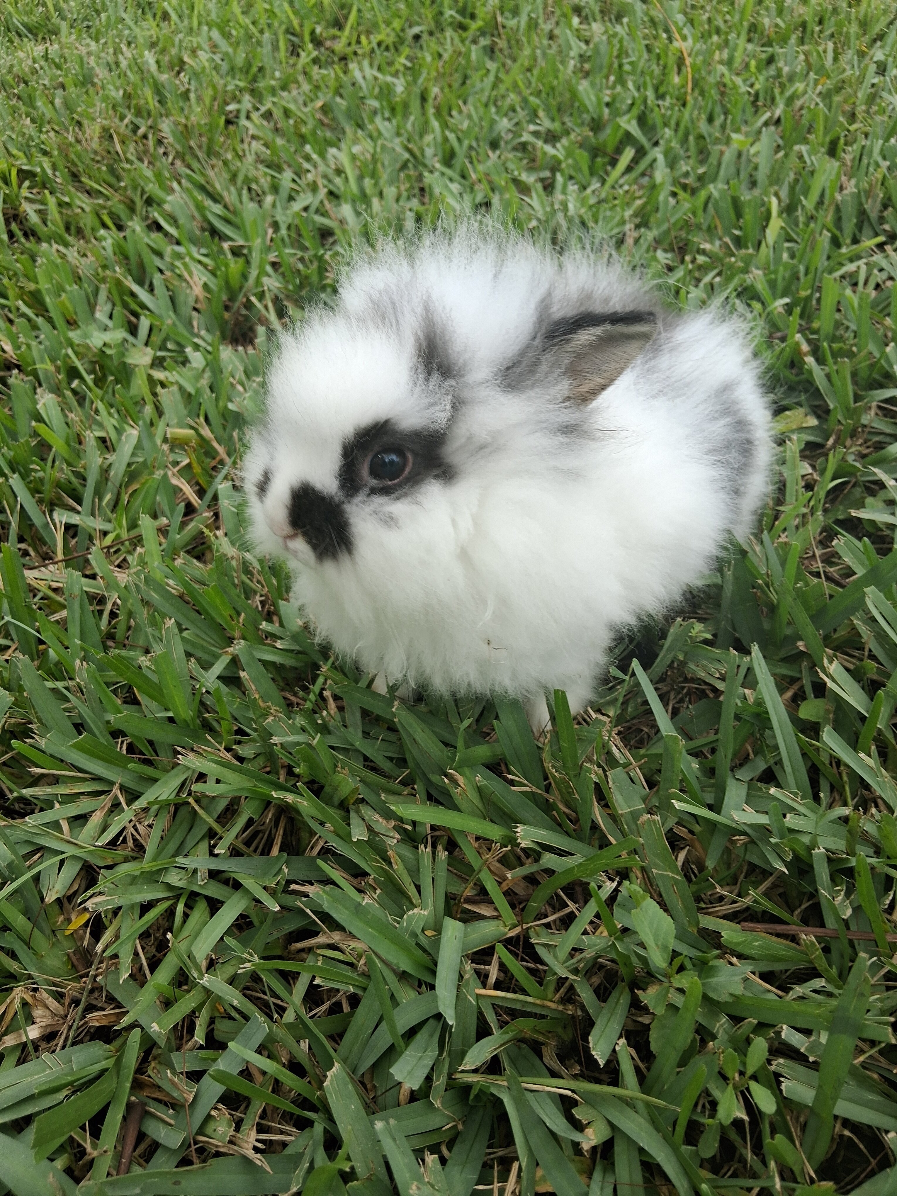 Mixed Lionhead bunny image 2