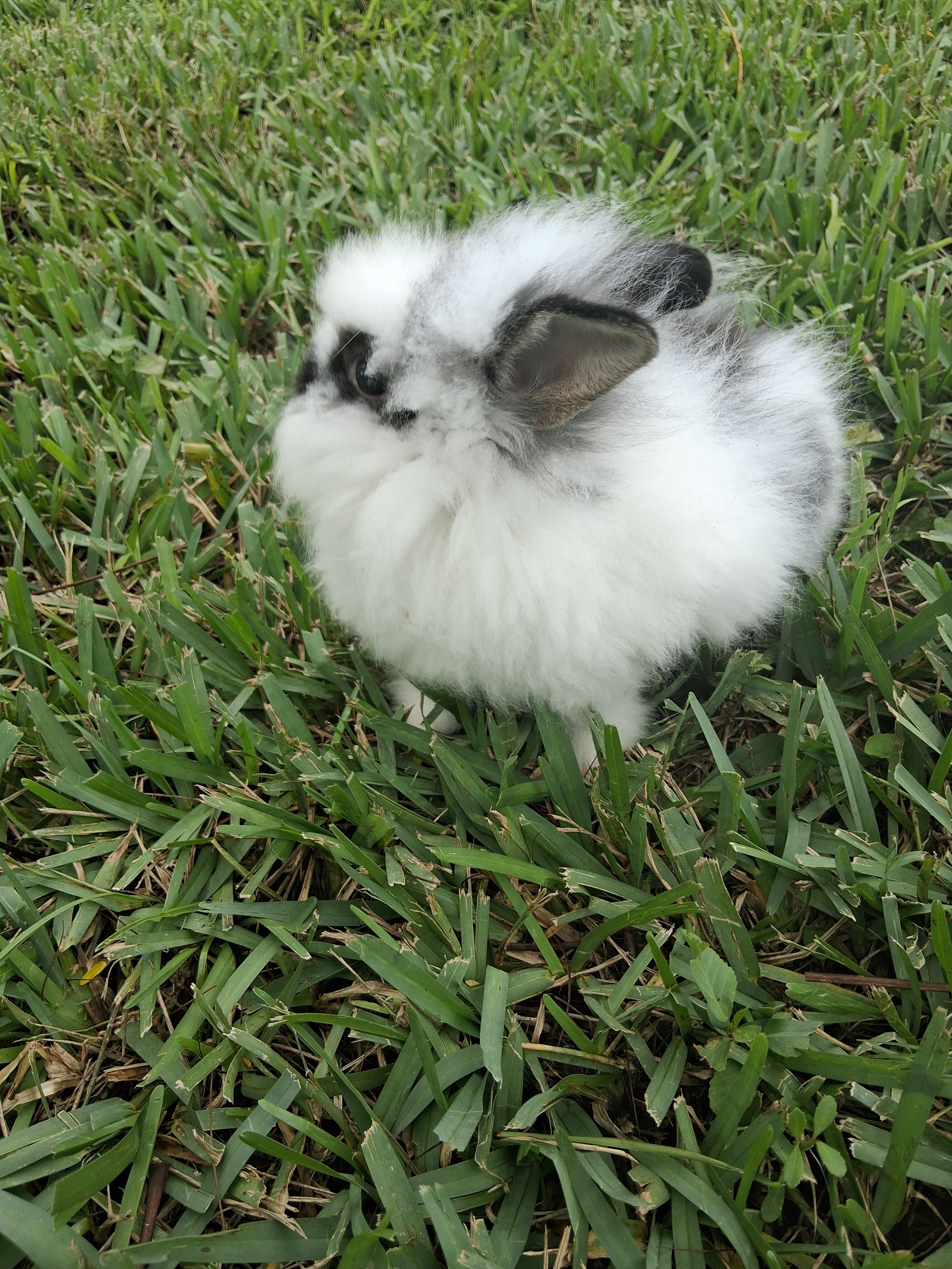 Mixed Lionhead bunny image 3