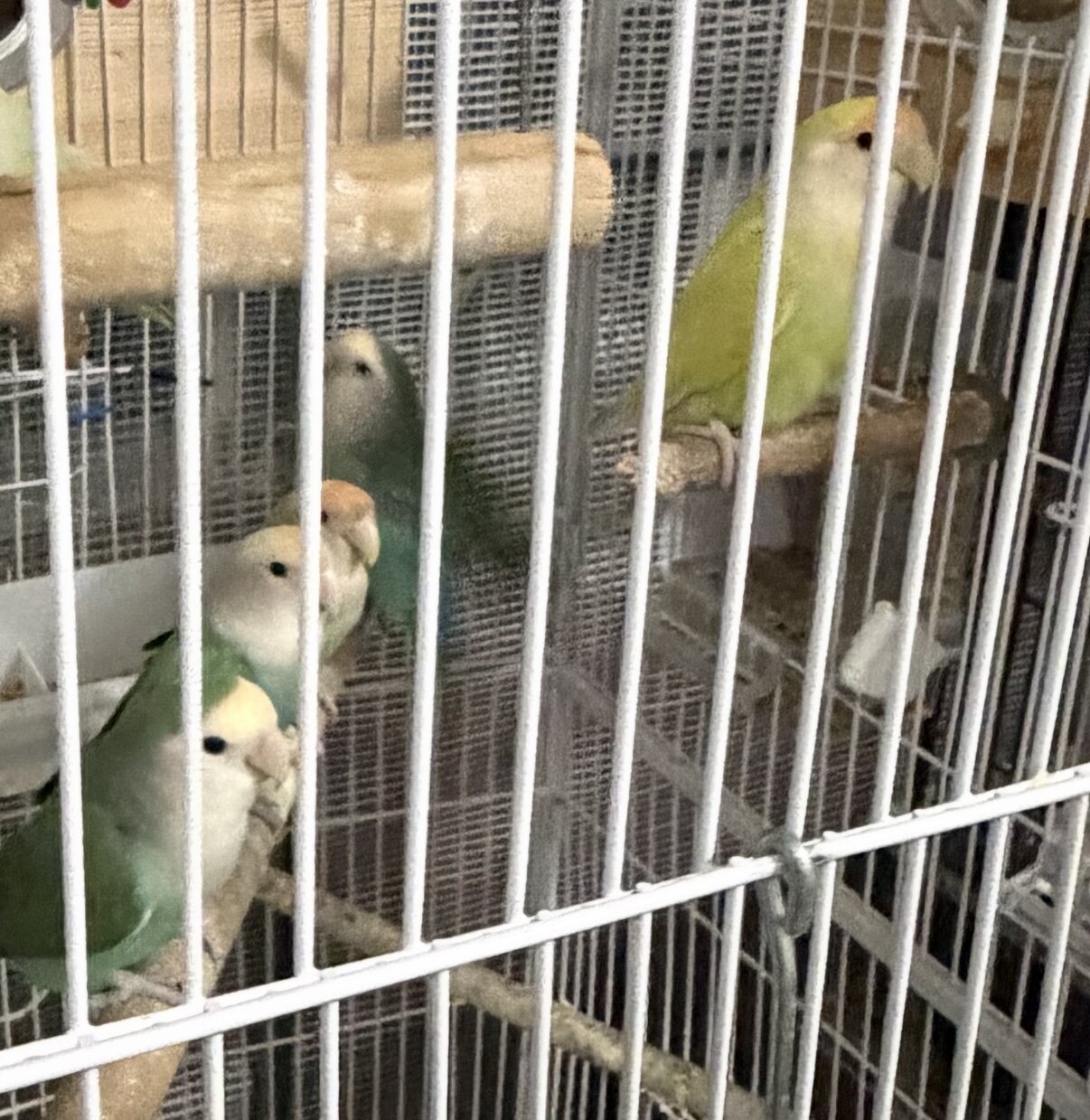 Love Birds image 3