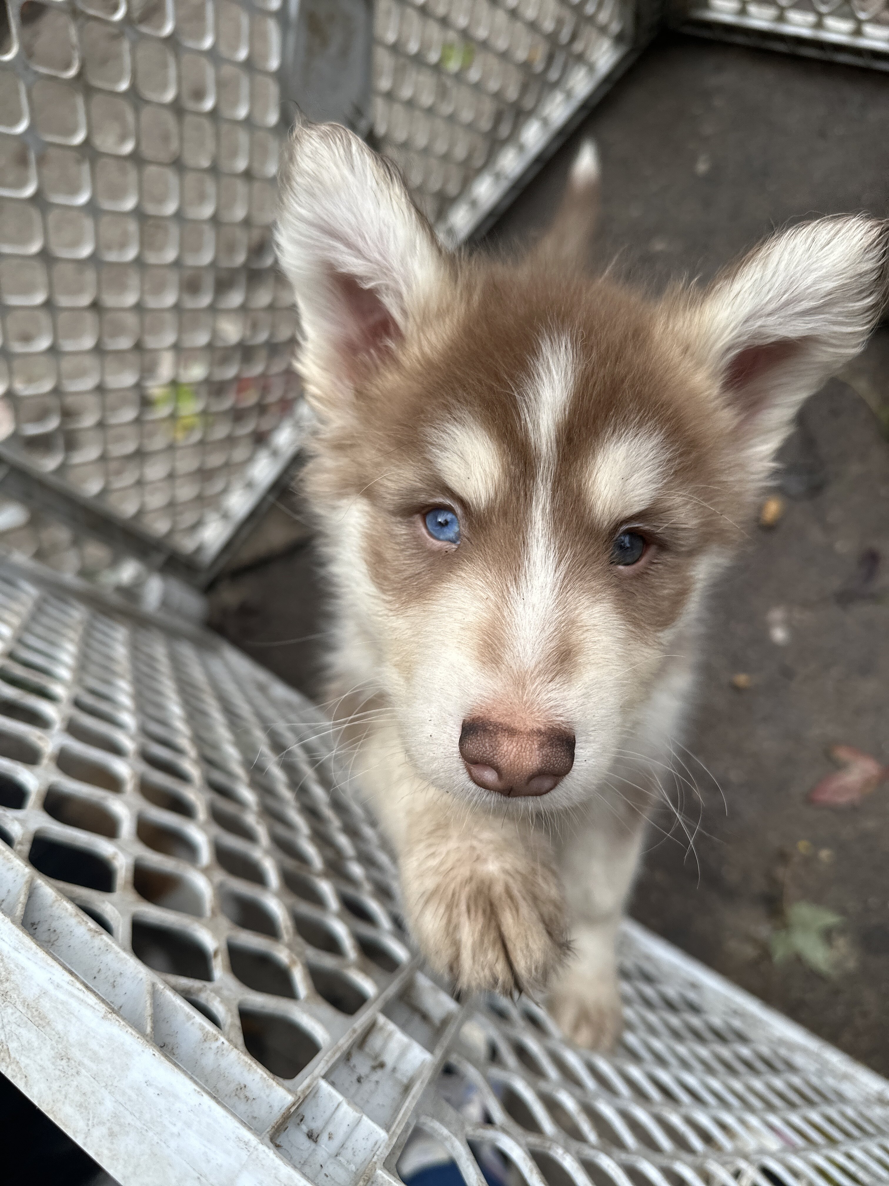 Shepherd x Husky image 1