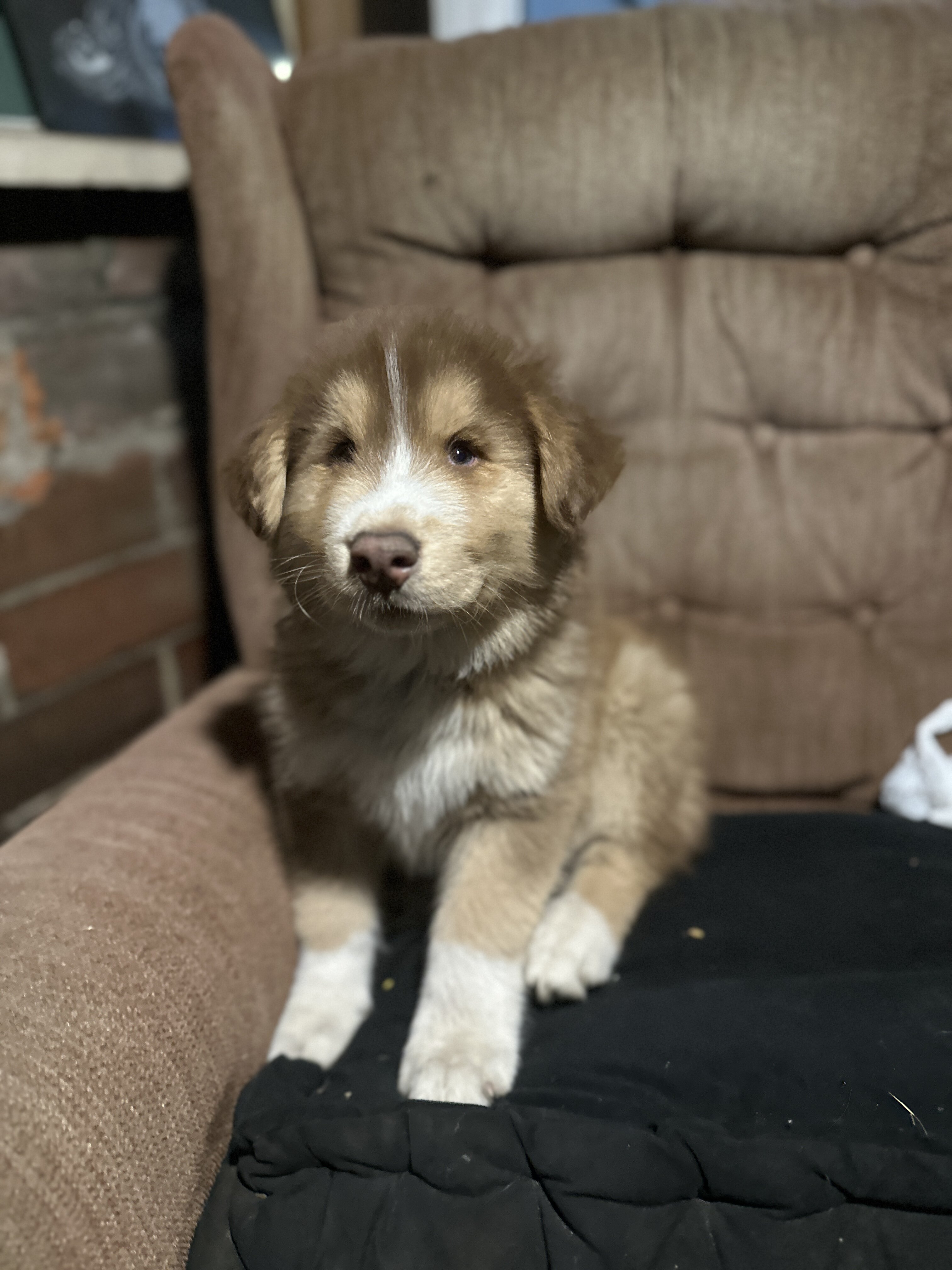 Shepherd x Husky image 5
