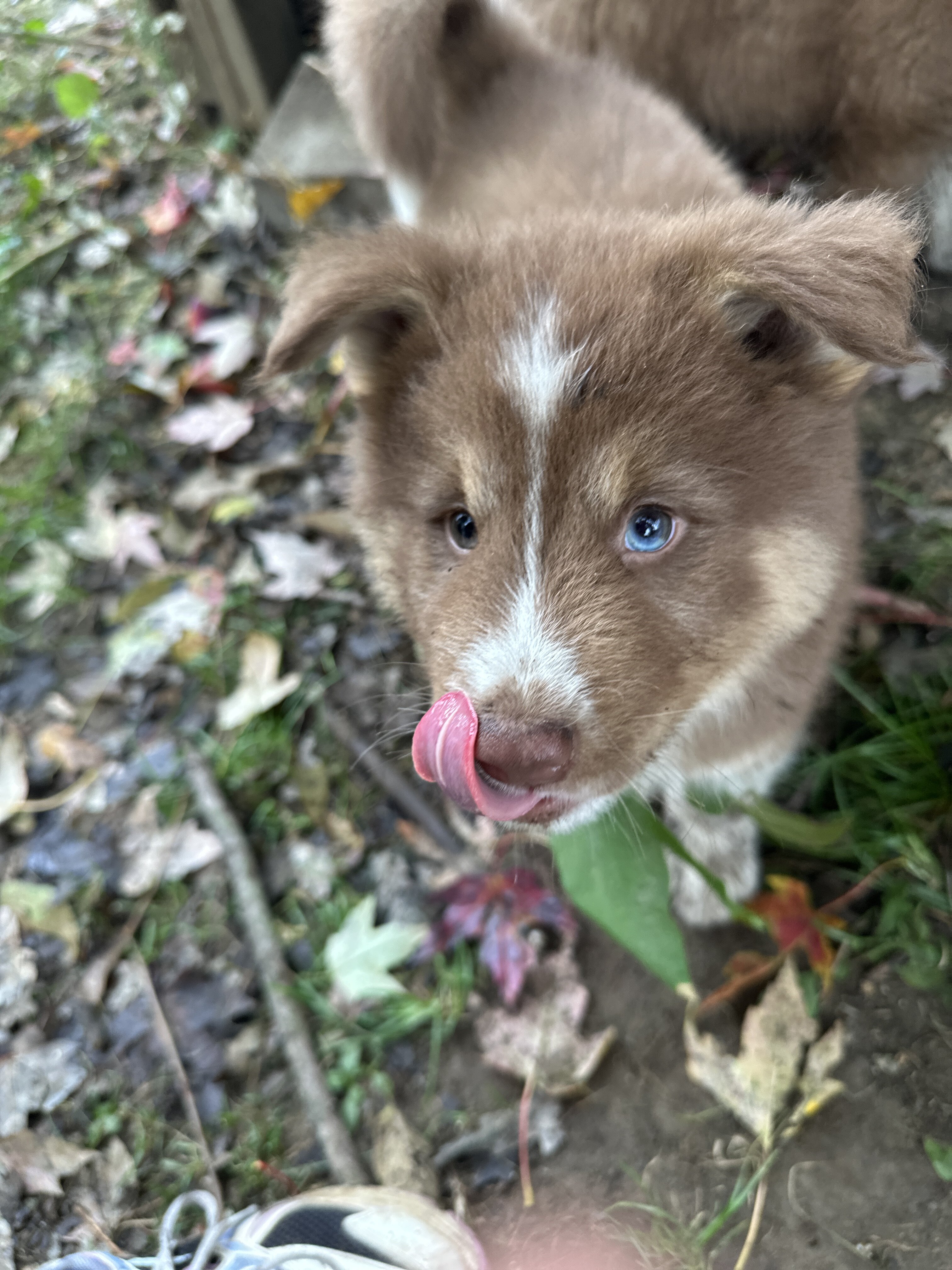 Shepherd x Husky image 2