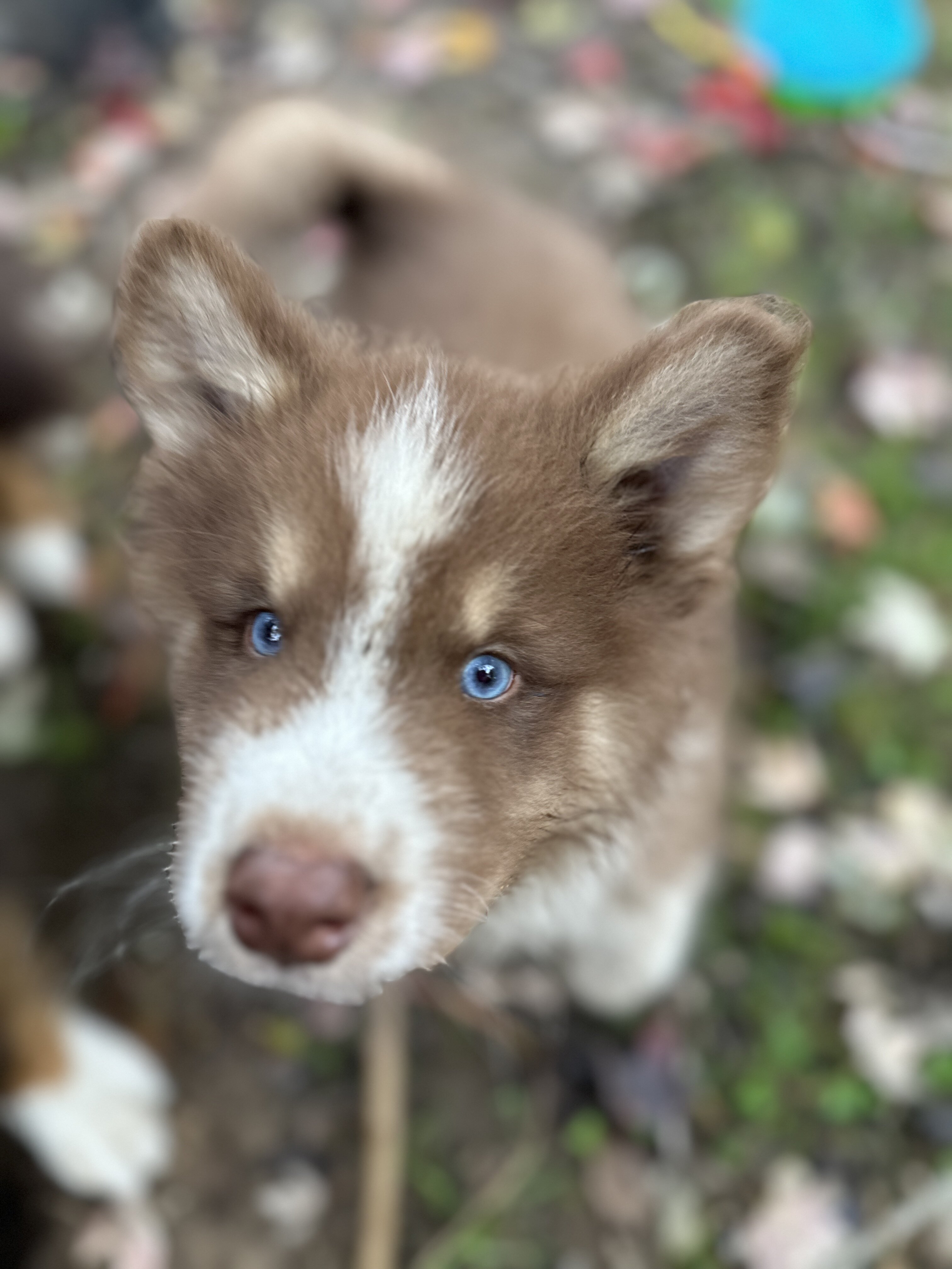 Shepherd x Husky image 4