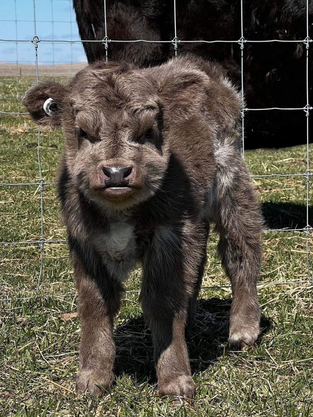 Miniature highland calves for sale image 1