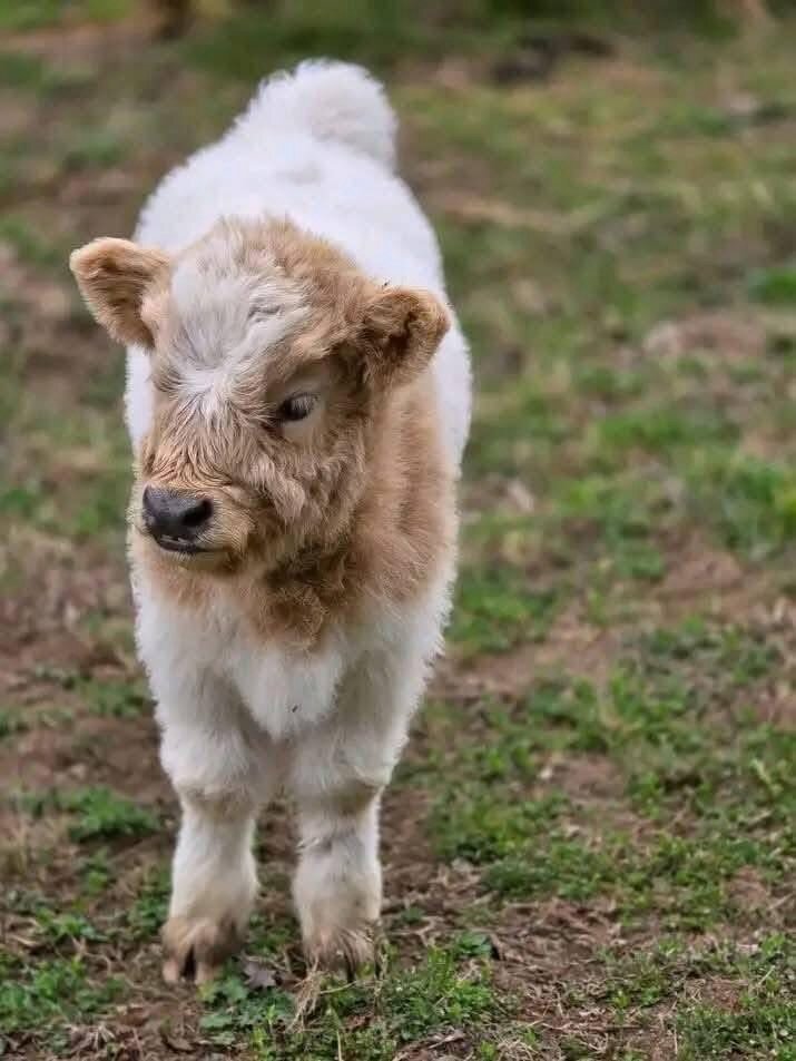 Miniature highland calves for sale image 3