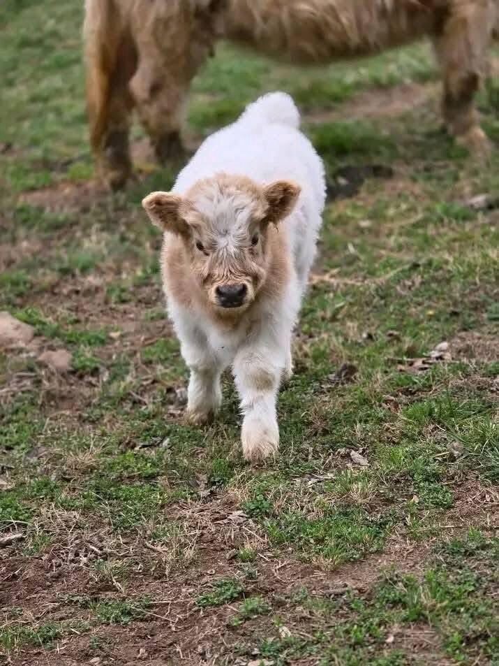Miniature highland calves for sale image 4