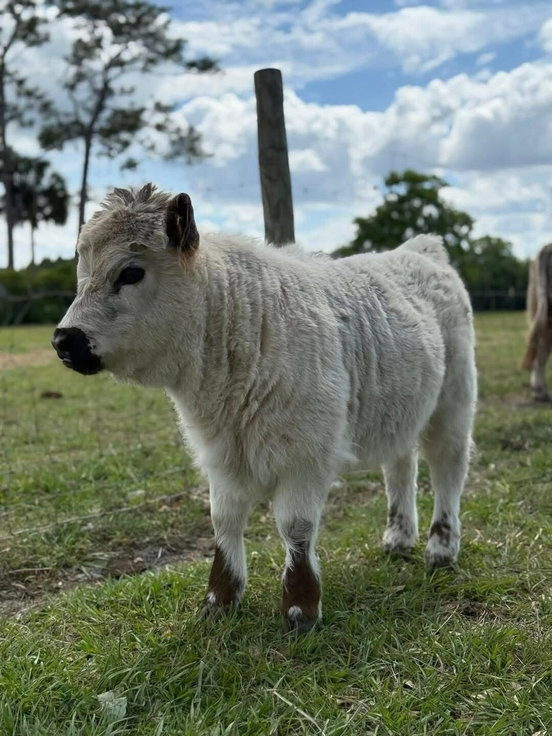 Miniature highland calves for sale image 2