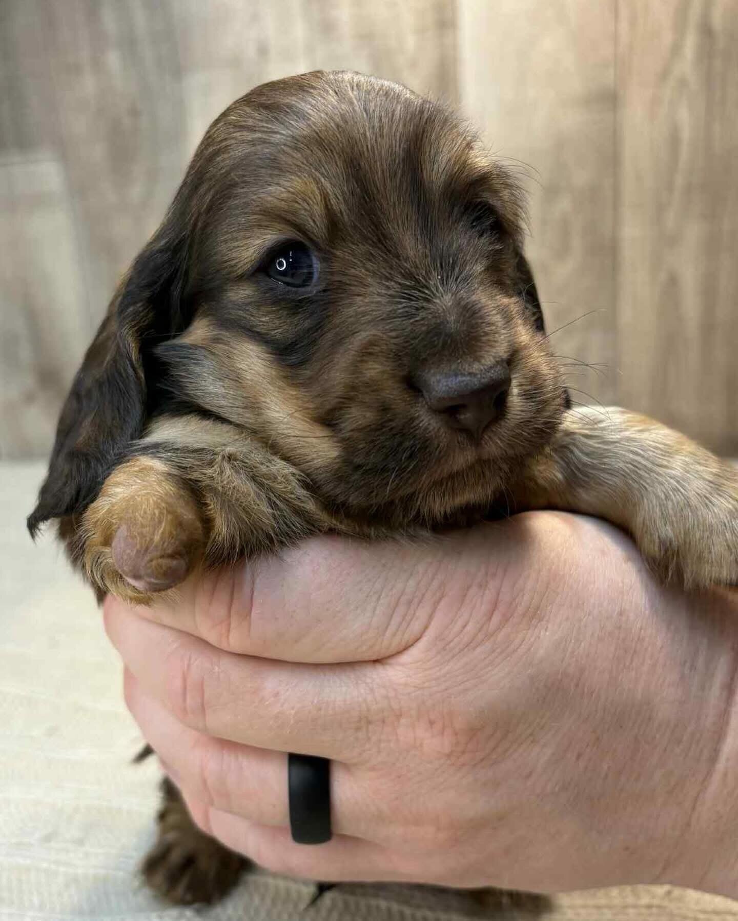 Puppies for sale adoption and rehoming image 8