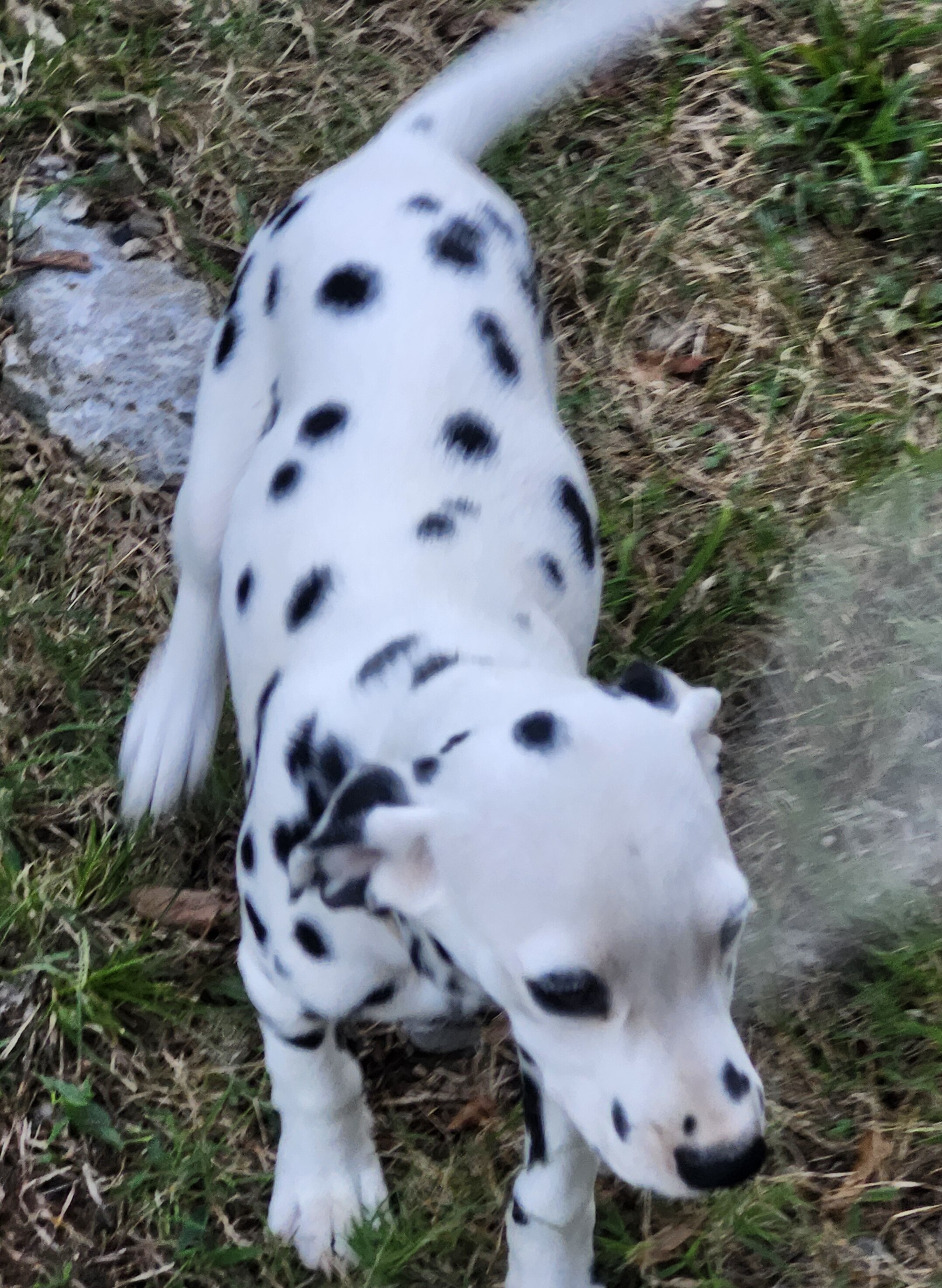 Dalmatian puppies image 1