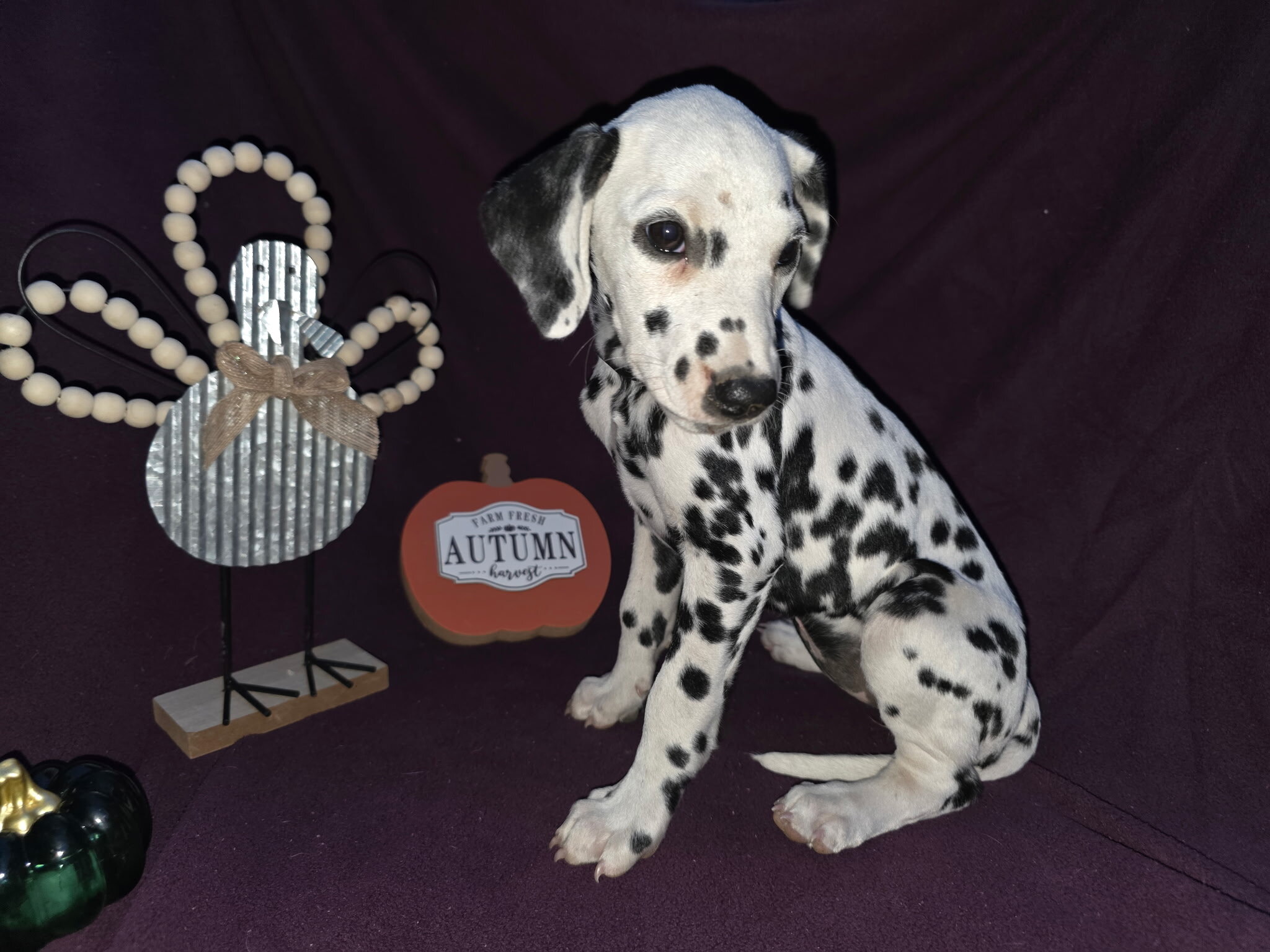 Dalmatian puppies image 2