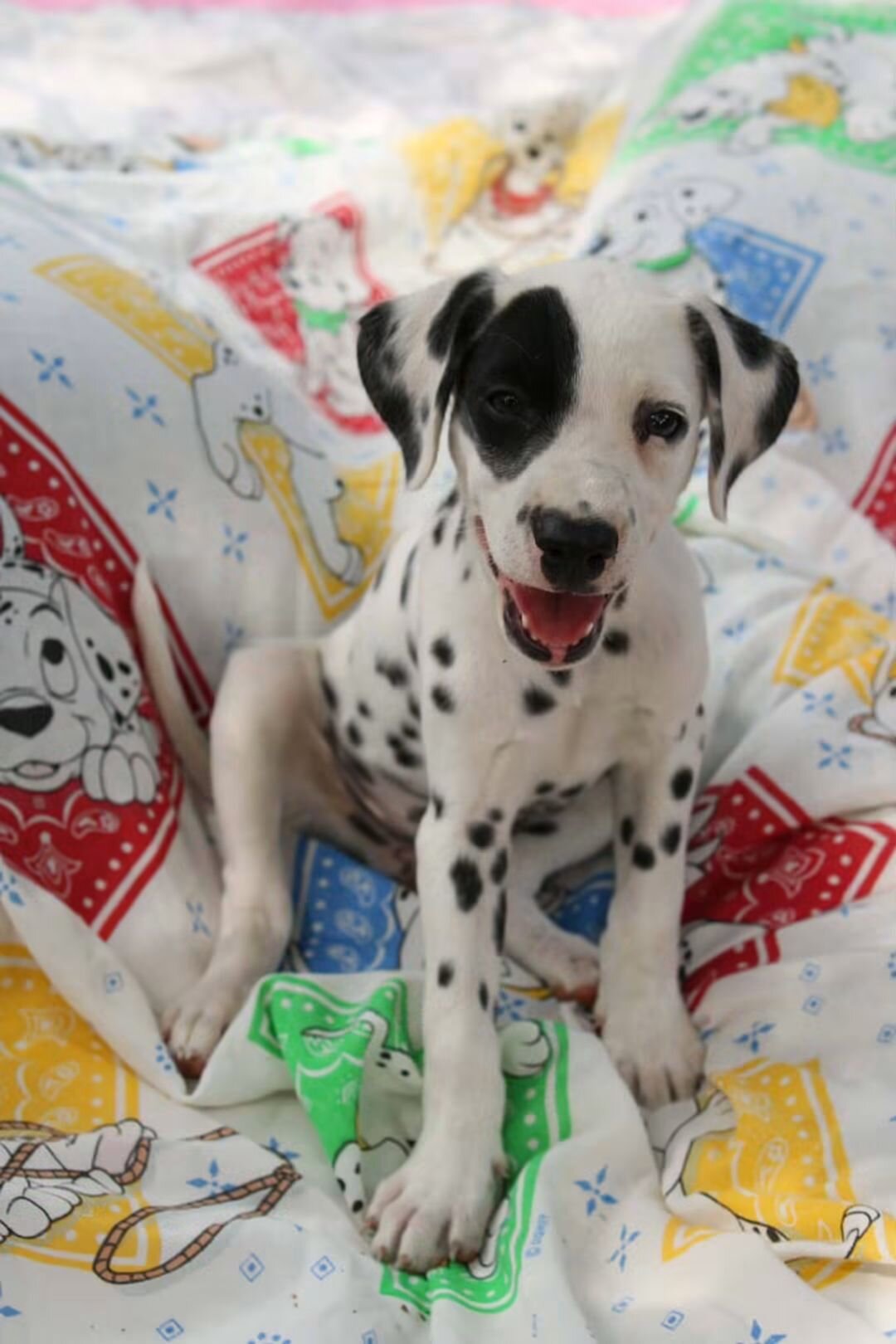 Dalmatian puppies image 3