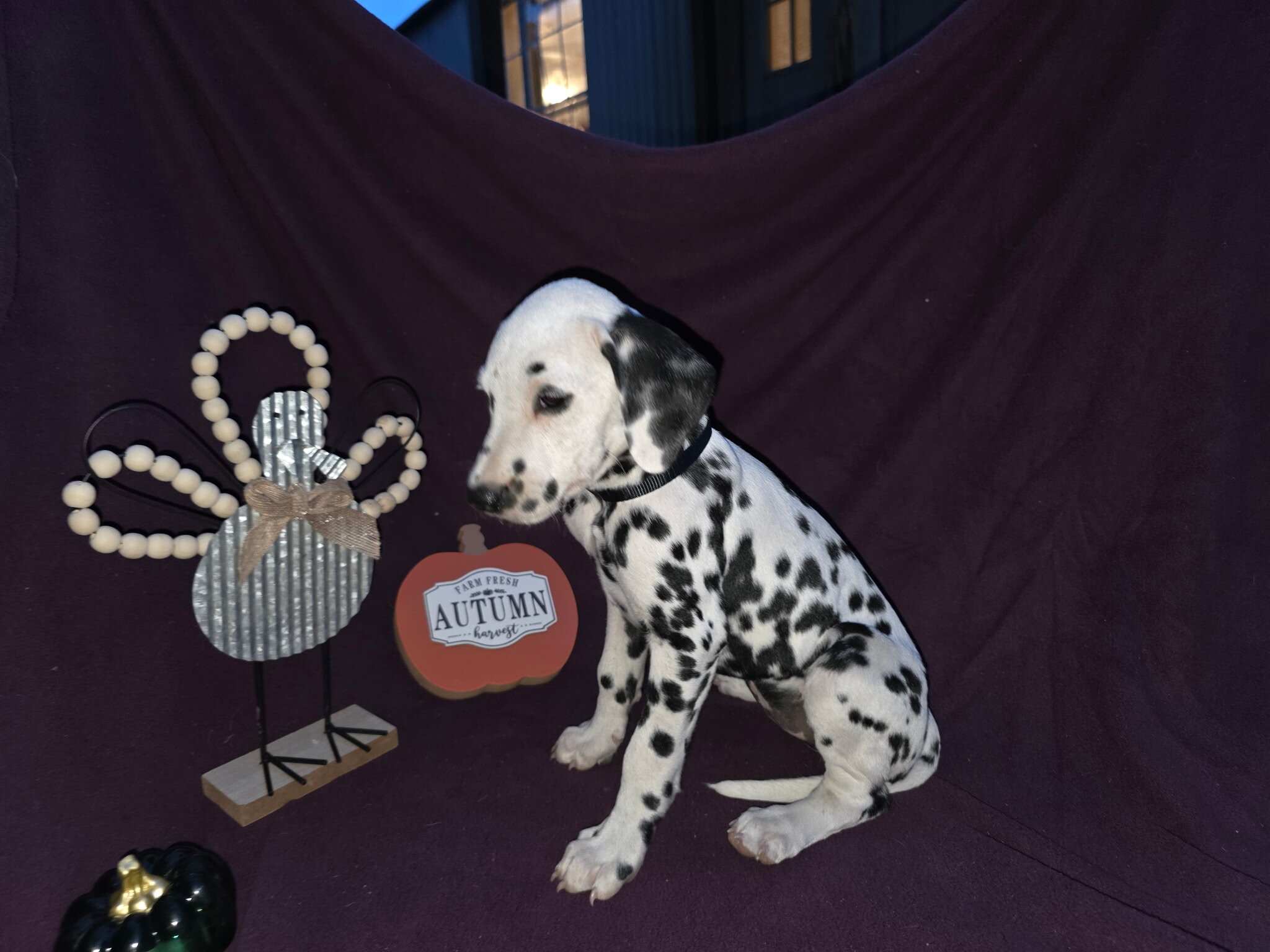 Dalmatian puppies image 6