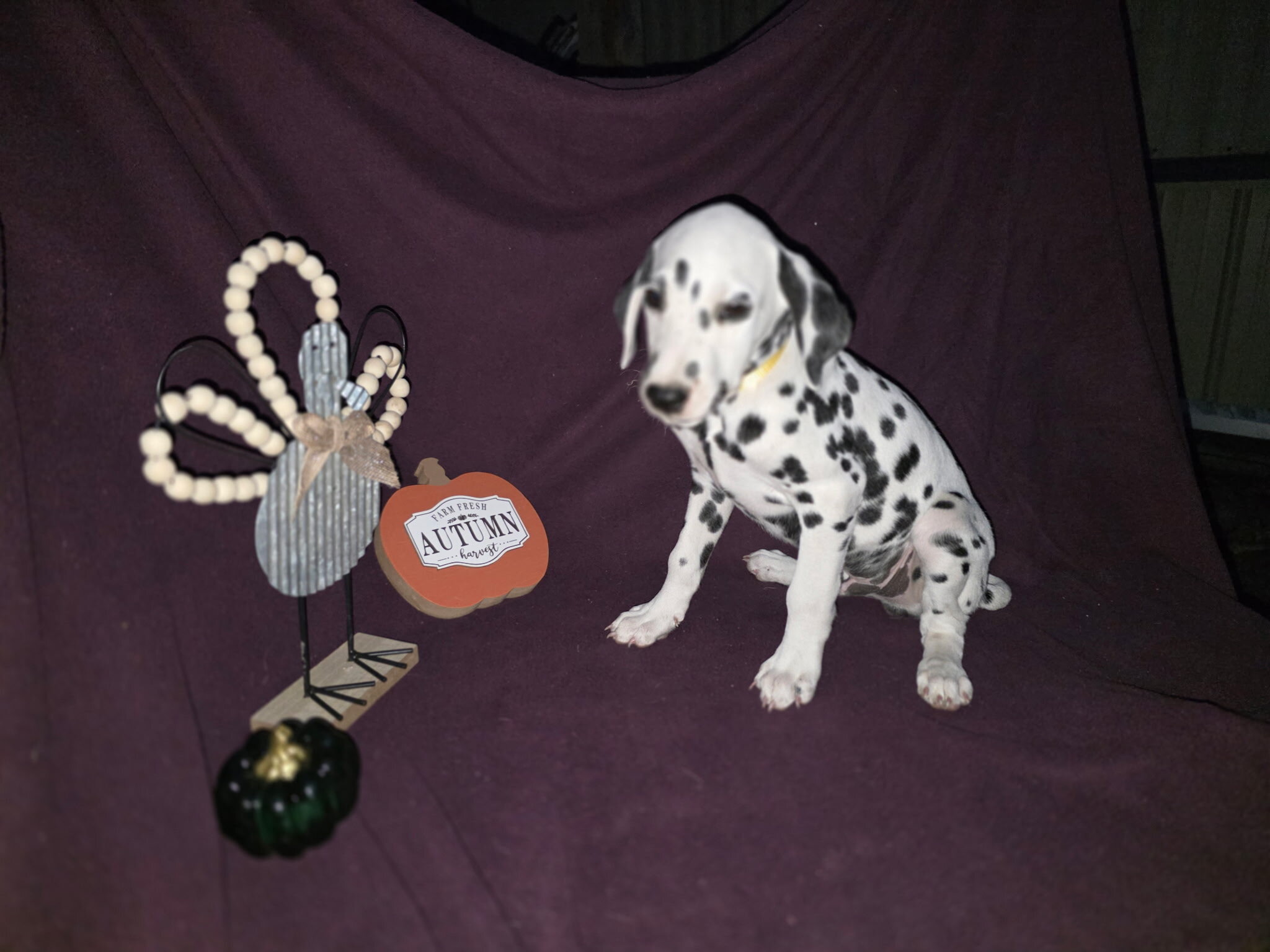 Dalmatian puppies image 5