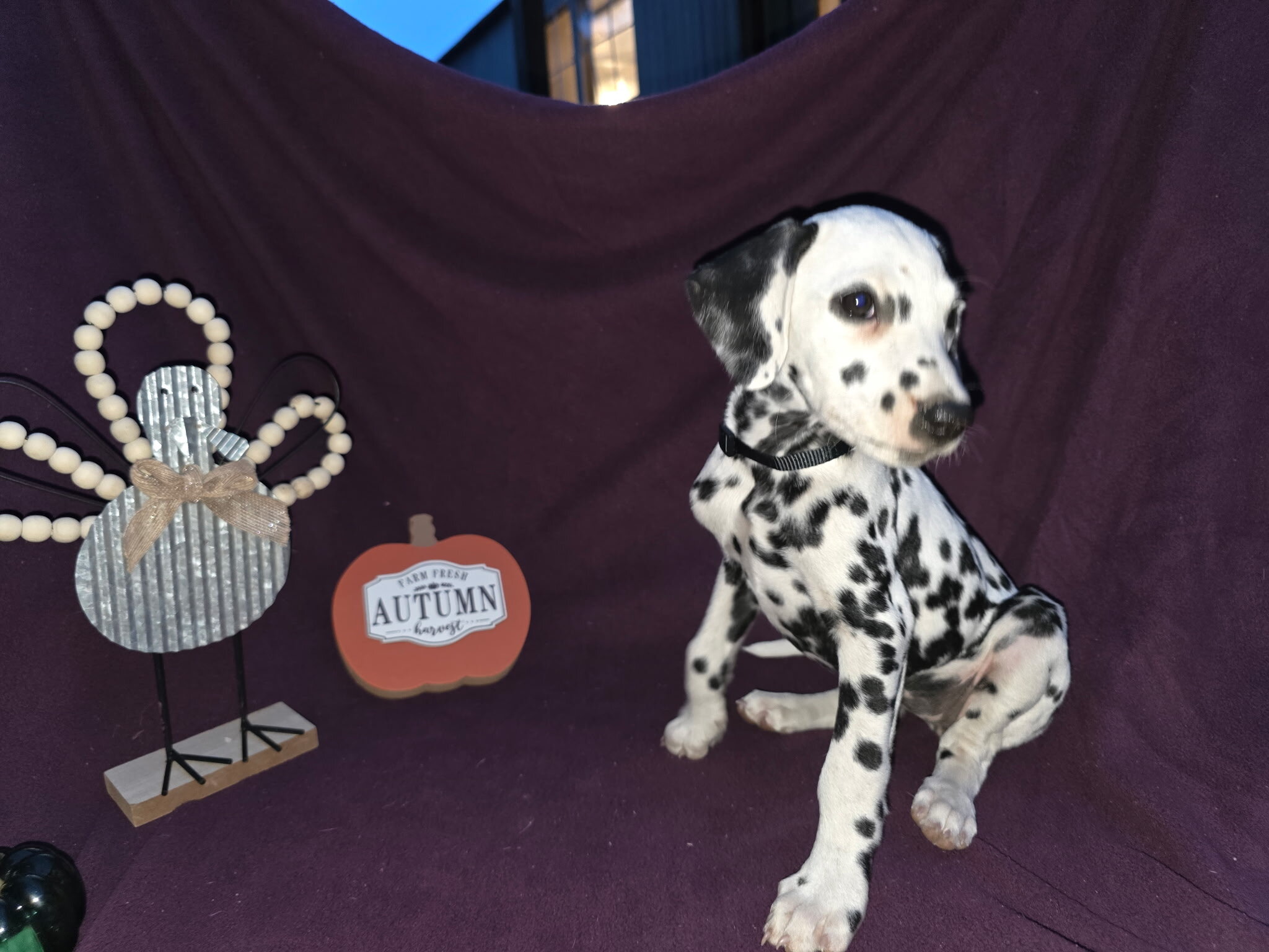 Dalmatian puppies image 4