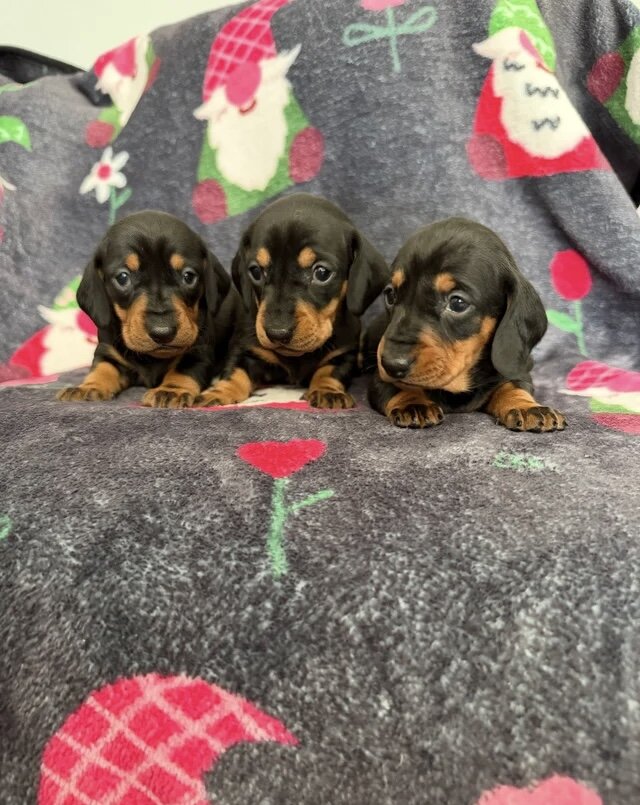 Adorable miniature dachshund puppies image 1
